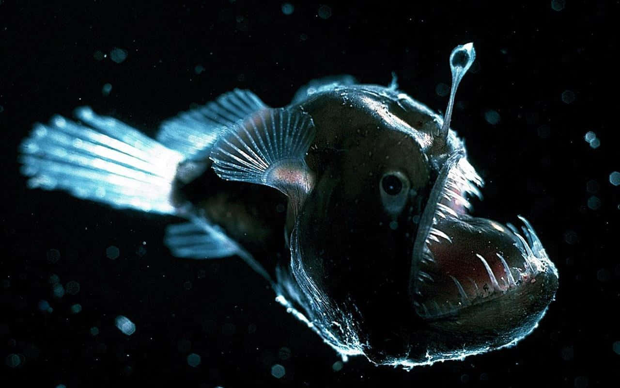 deep sea anglerfish, bioluminescent lure, pitch black water, HD Desktop Wallpaper