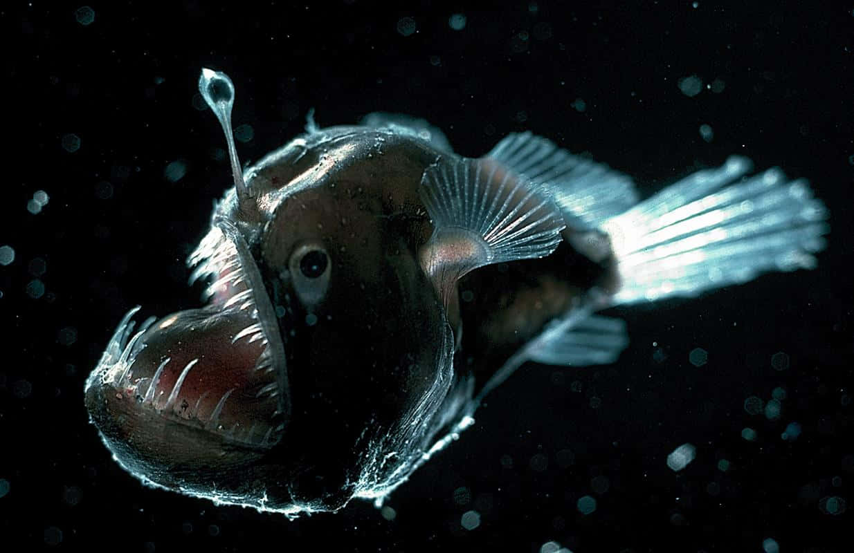 anglerfish, bioluminescent lure, black water, SD Desktop Wallpaper