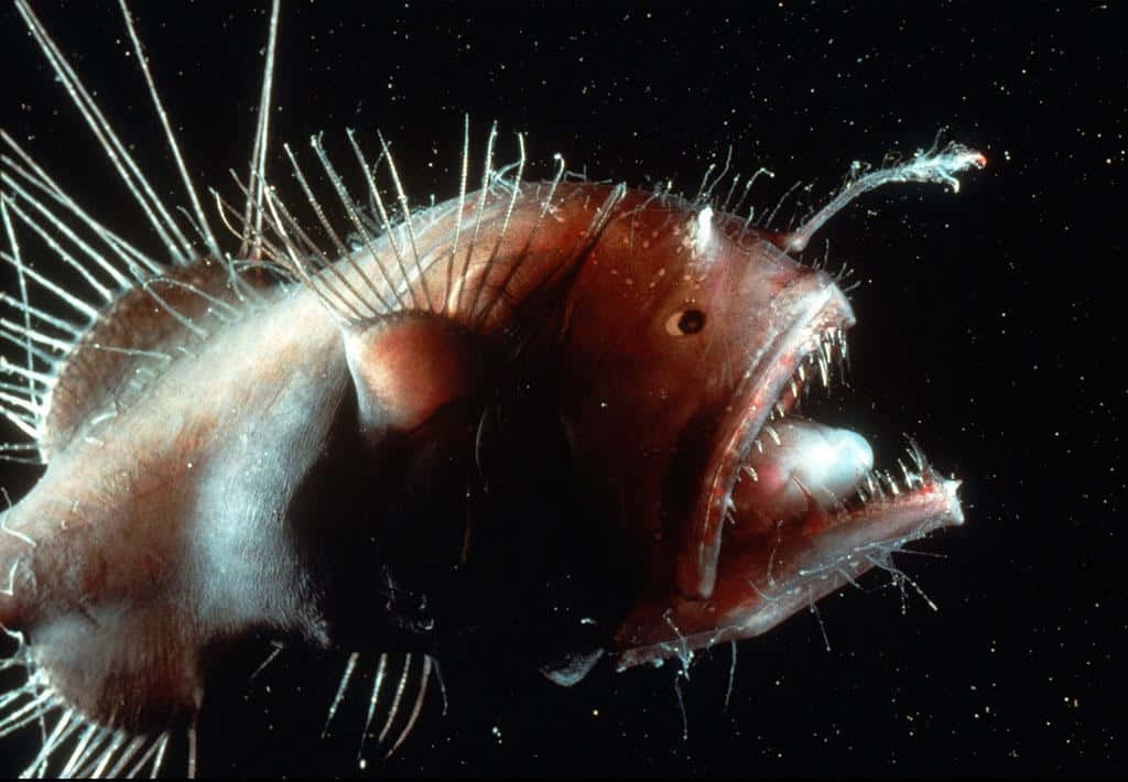 deep sea anglerfish, glowing lure, spiky fins, SD Desktop Wallpaper