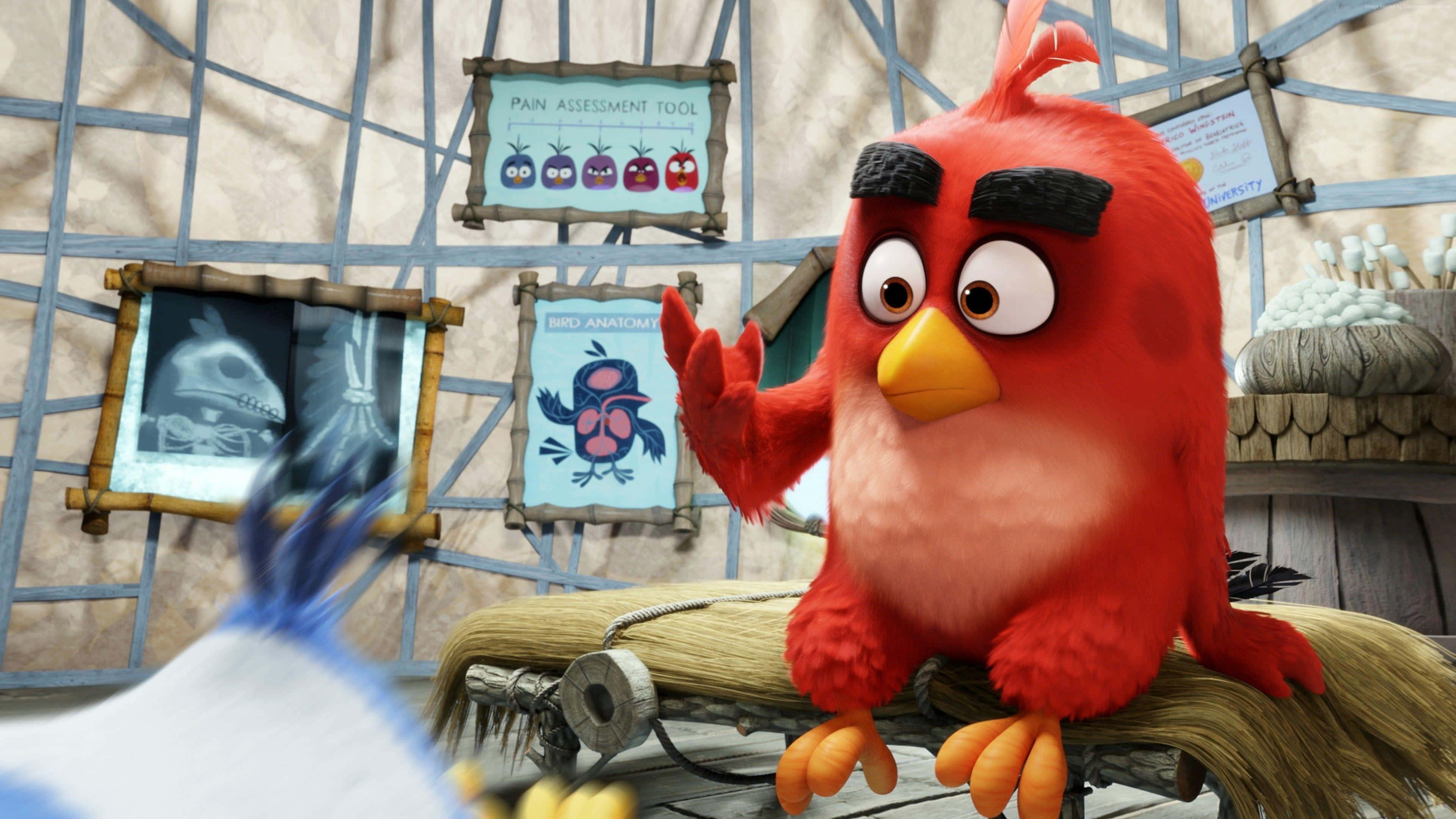 Angry Birds Red Character, straw bed, rustic clinic, 4K Desktop Wallpaper