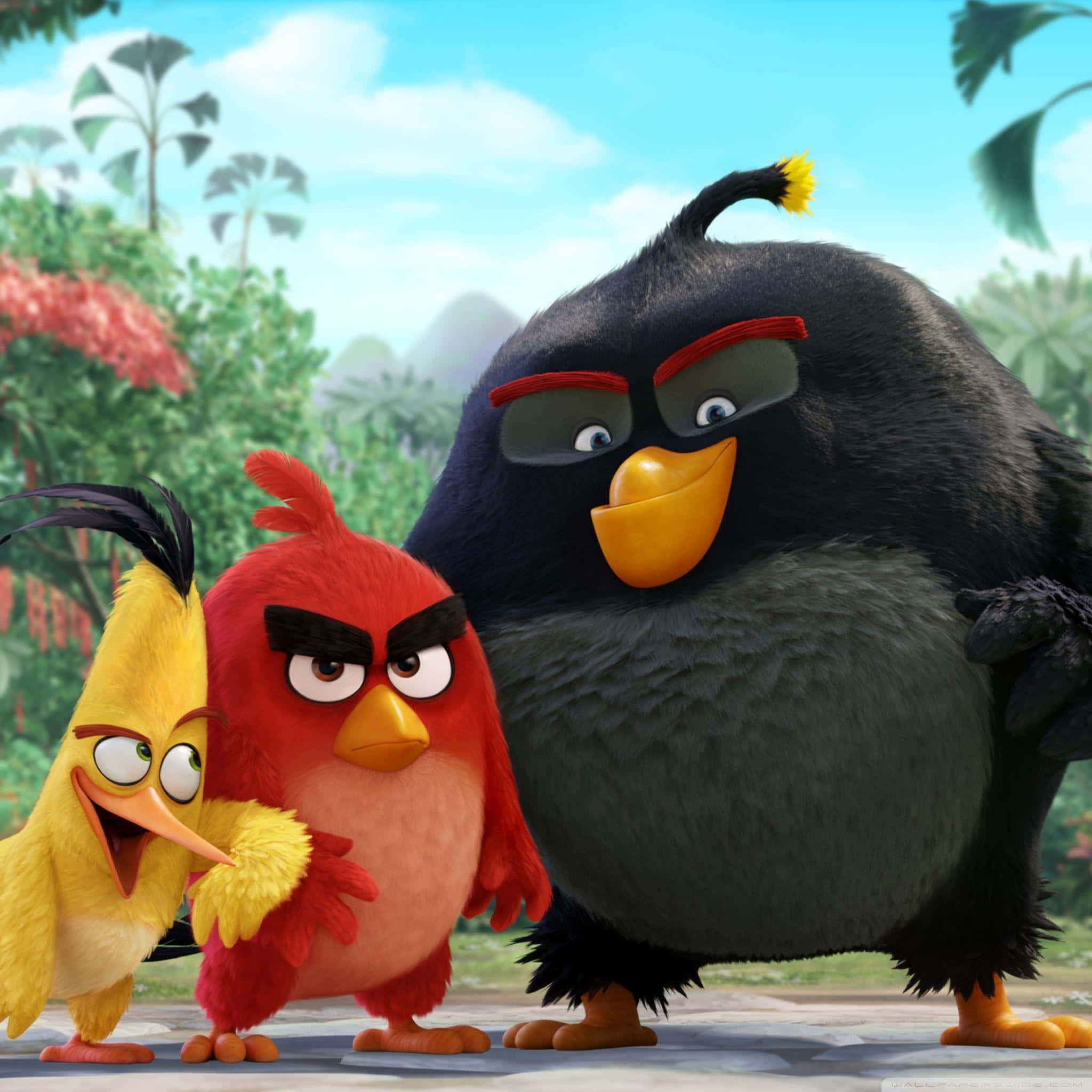 Angry Birds, three animated birds, angry expressions, Full HD Desktop Wallpaper