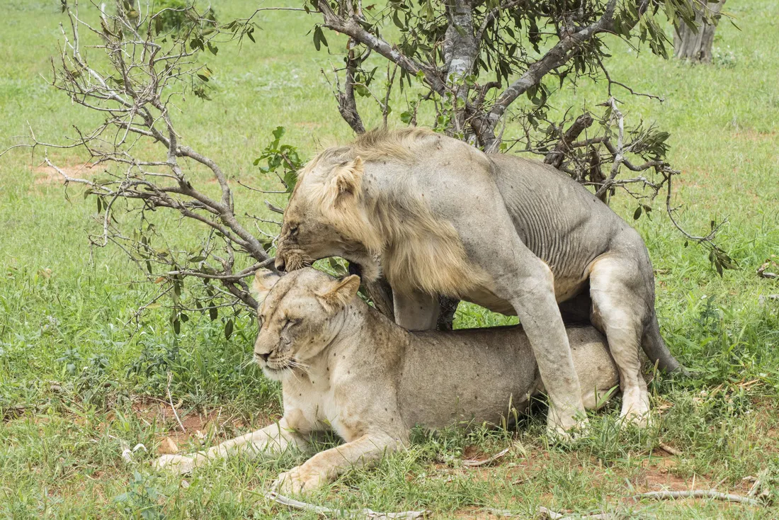 Angry Lion