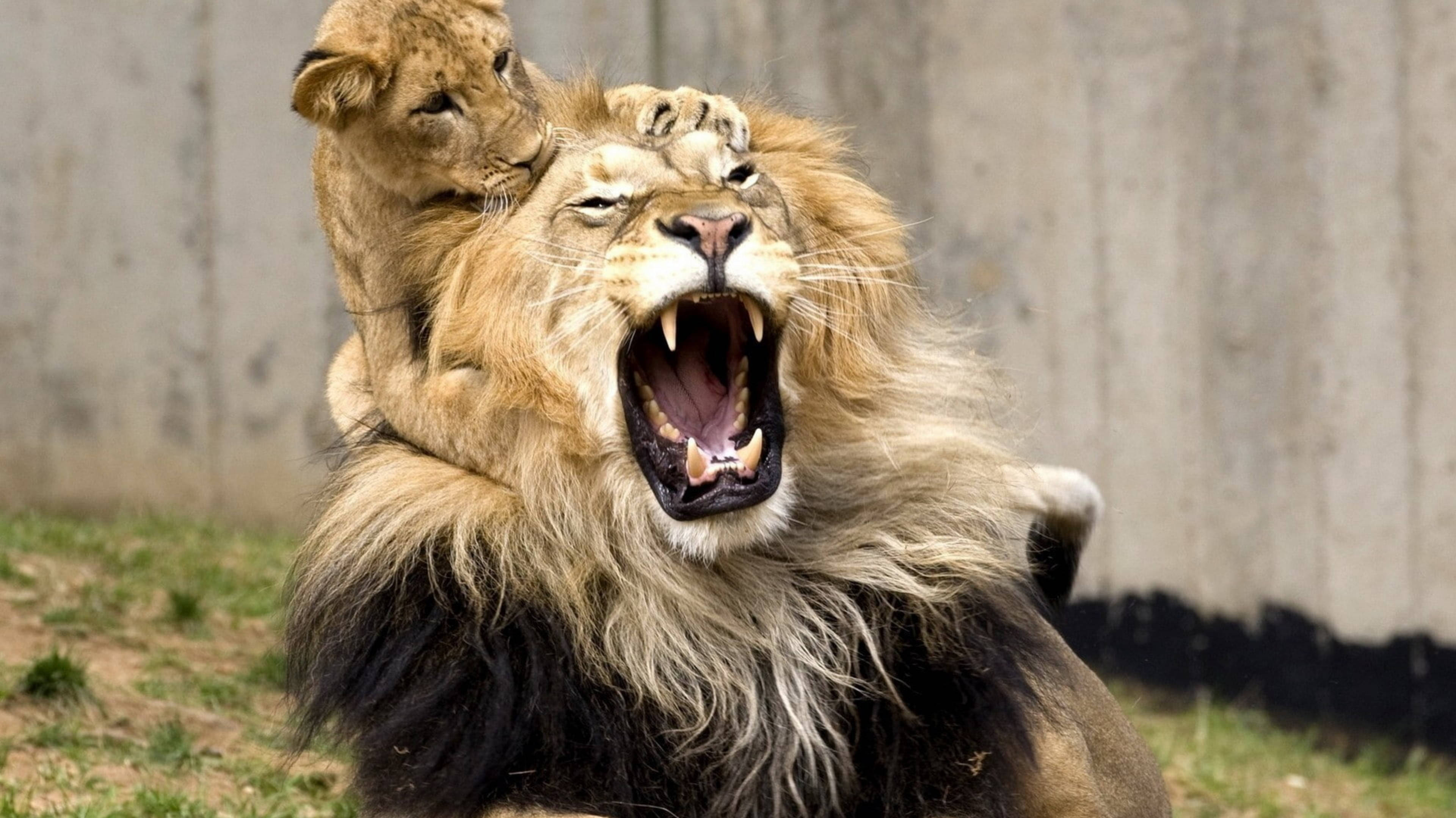 Angry Lion, lion cub, adult male lion, 4K Desktop Wallpaper