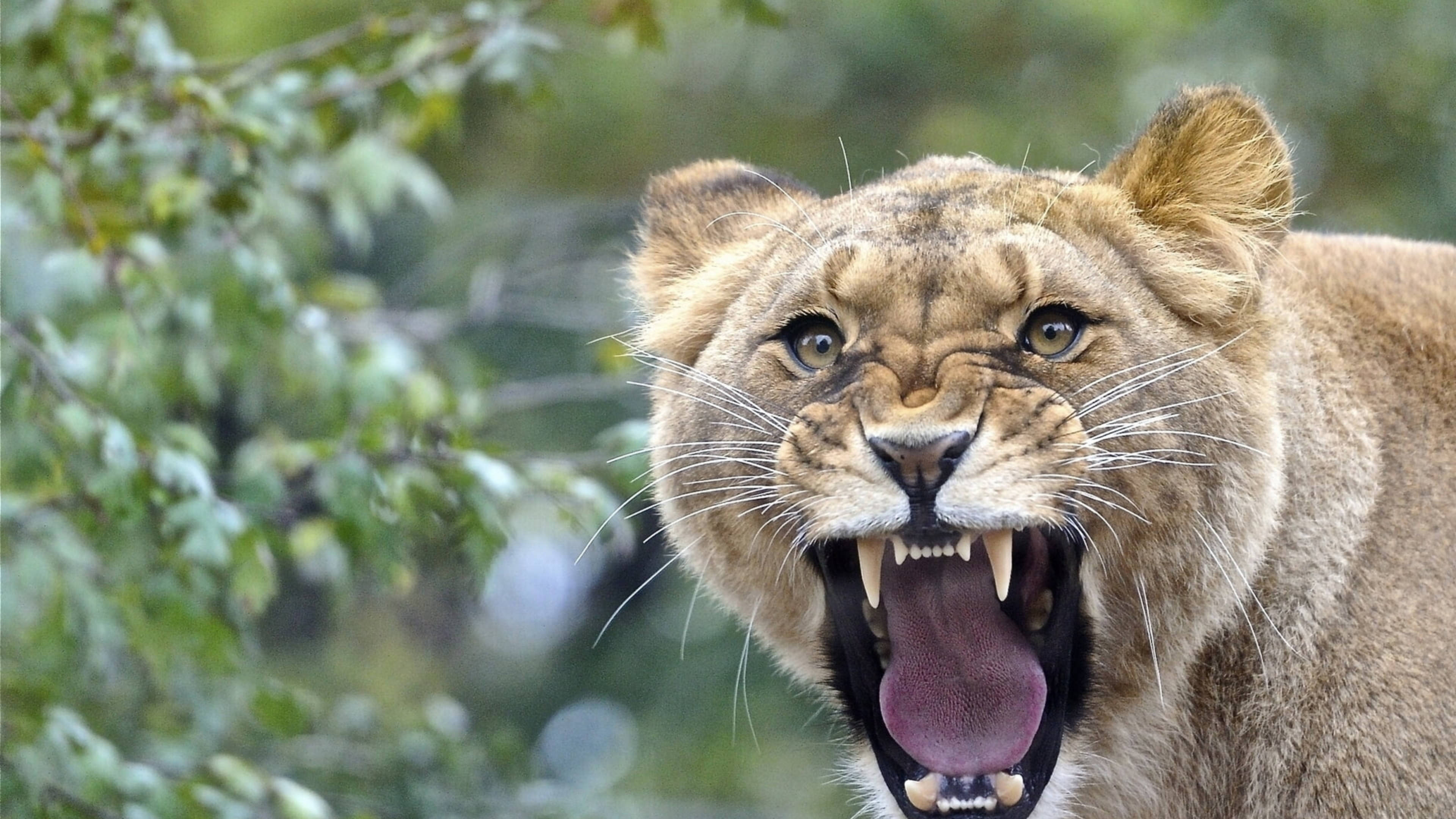 Angry Lion, lioness, bared teeth, 4K Desktop Wallpaper