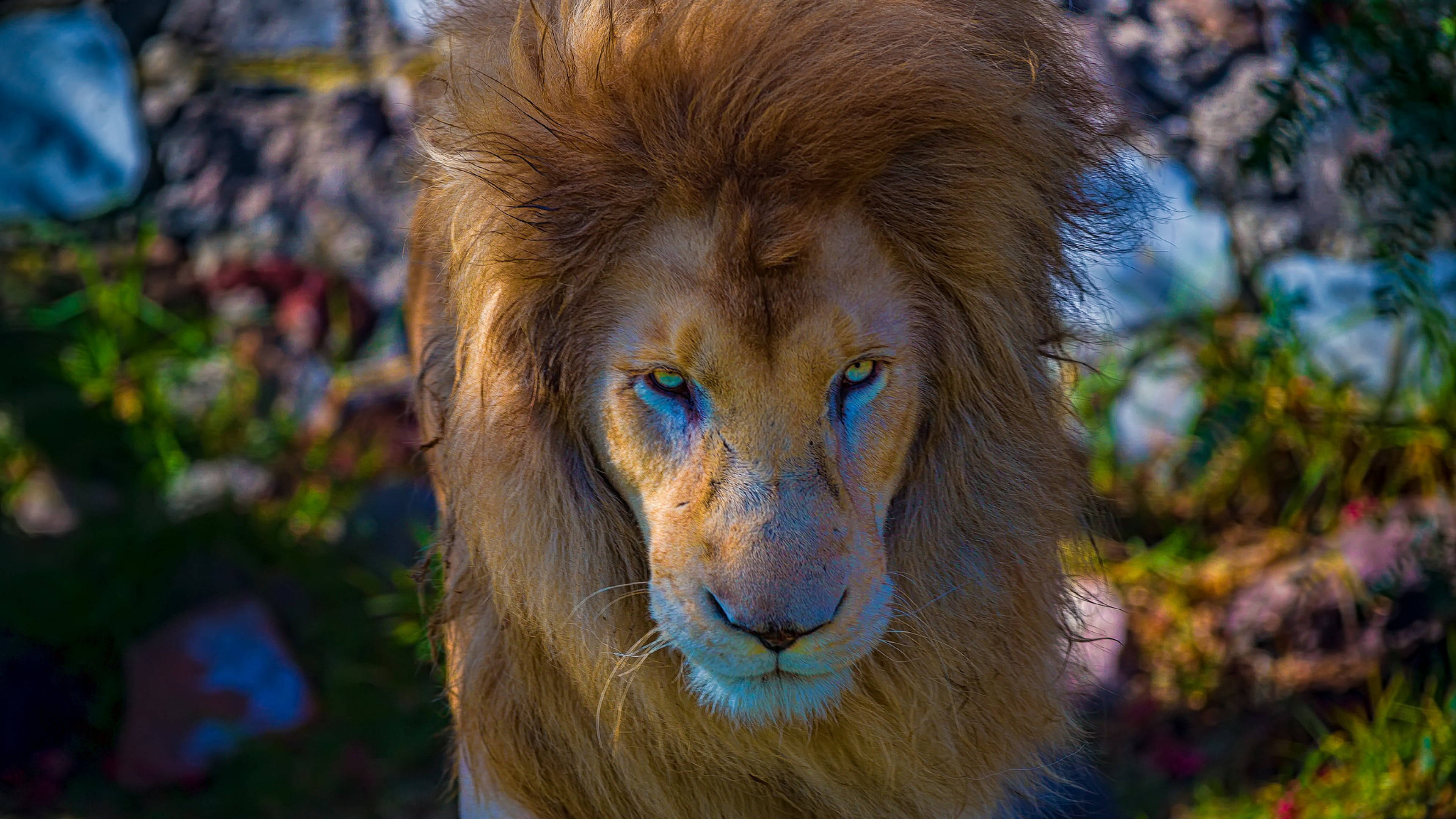 staring lion, majestic male lion, thick golden mane, 4K Desktop Wallpaper
