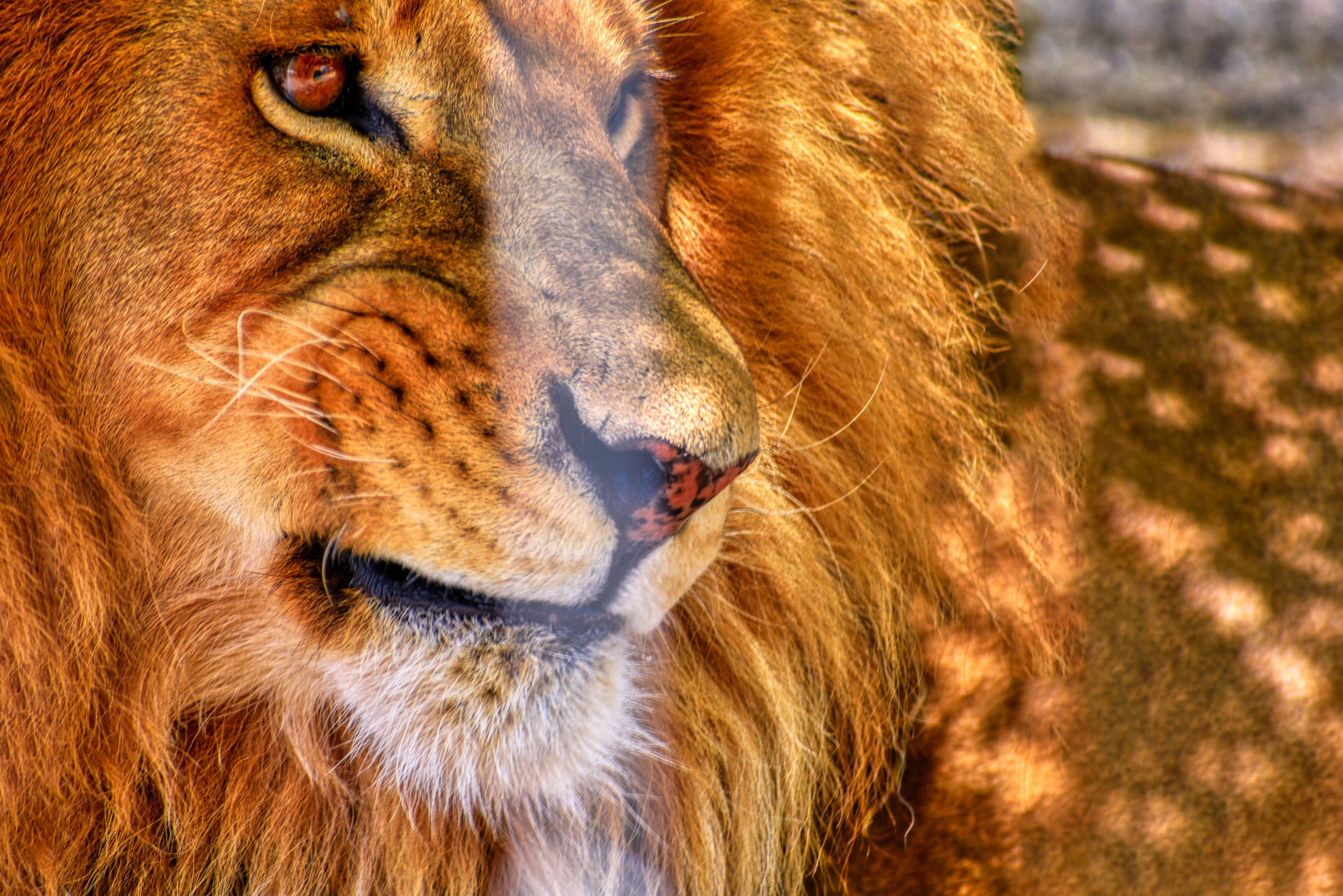 Angry Lion, golden mane, soft sunlight, 4K Desktop Wallpaper