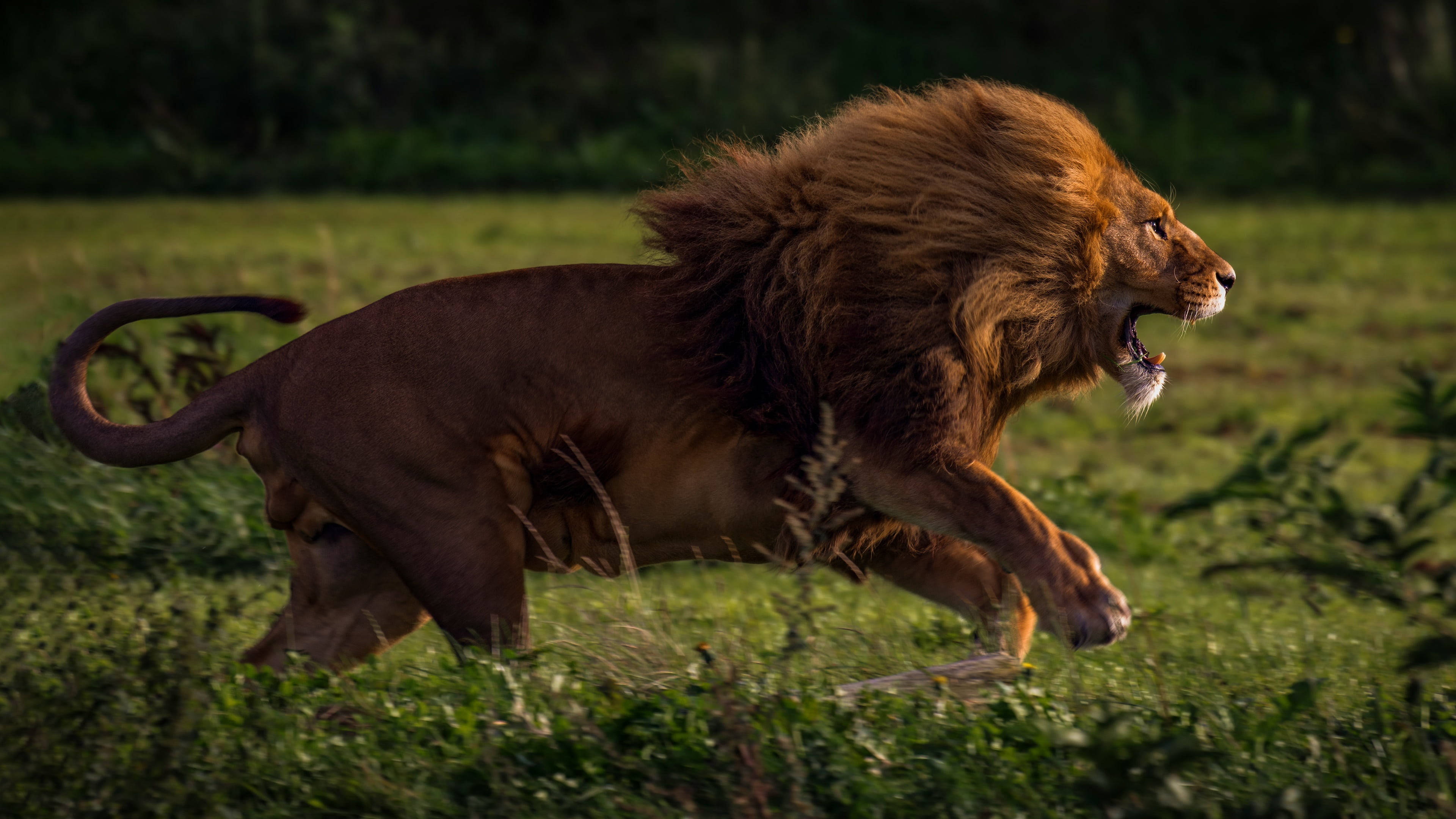 Running Lion Laptop, majestic male lion, full mane, 4K Desktop Wallpaper