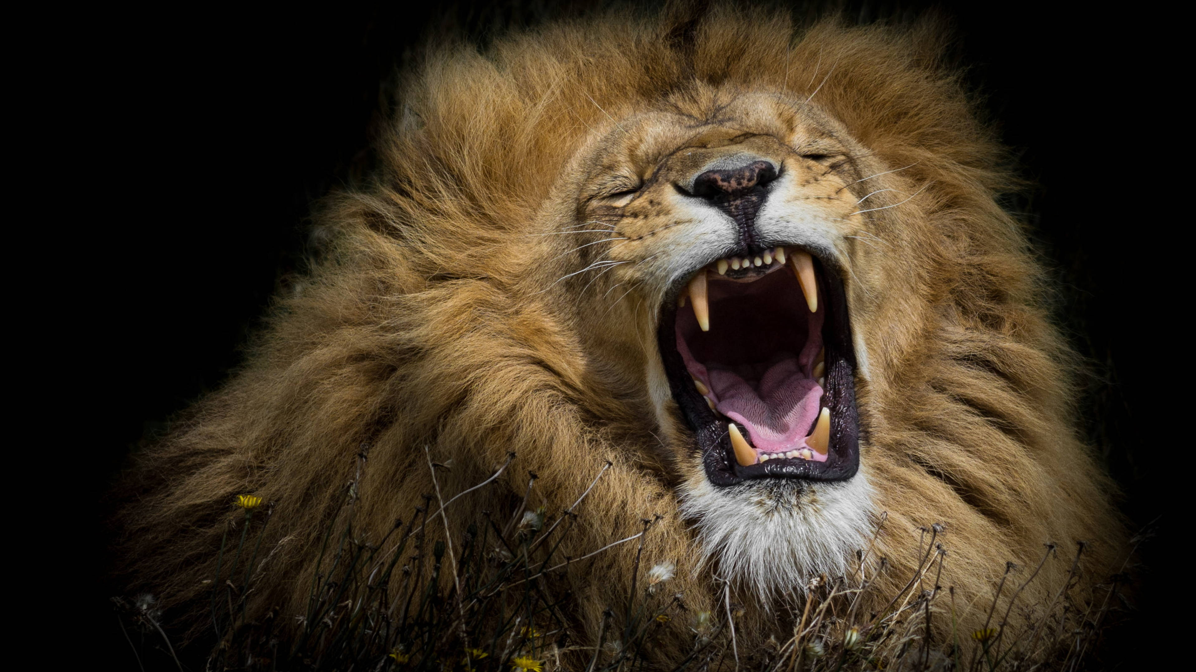 Angry Lion, lush mane, stark black background, 4K Desktop Wallpaper