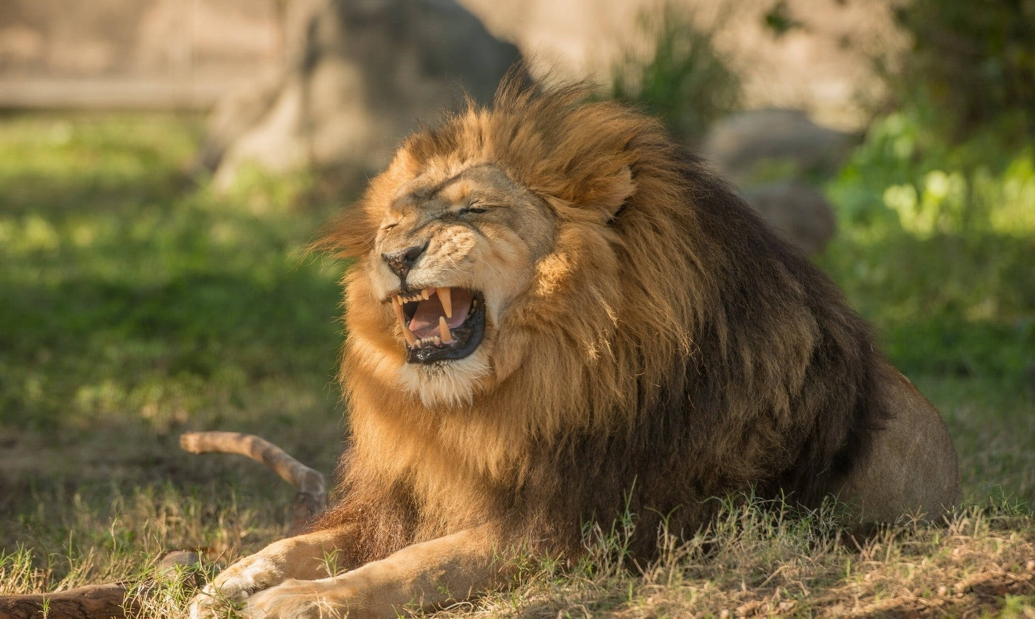 brown male angry lion, golden mane, sunlit grass, Full HD Desktop Wallpaper