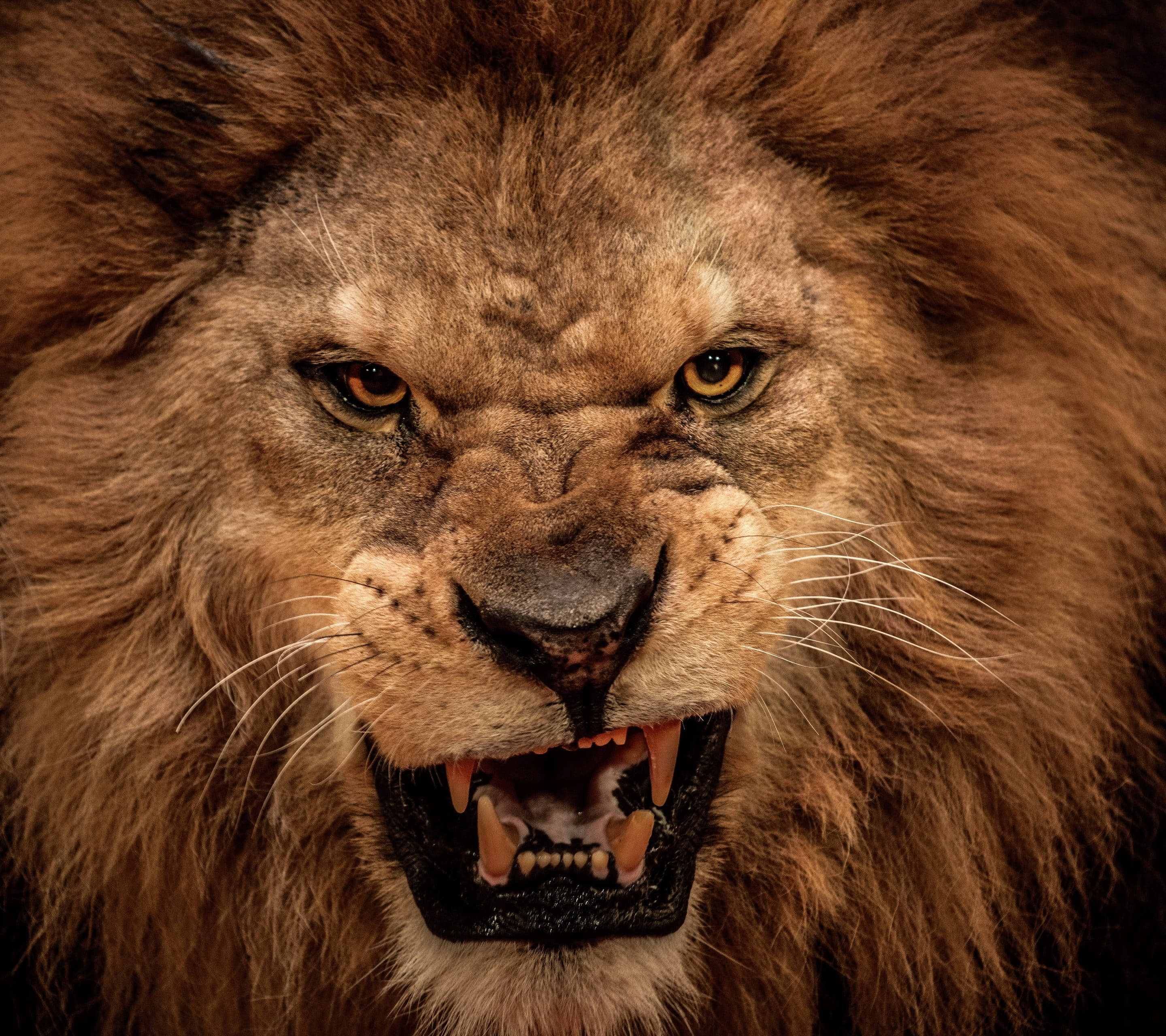 Growling Lion, roaring male lion, full mane, 2K Desktop Wallpaper