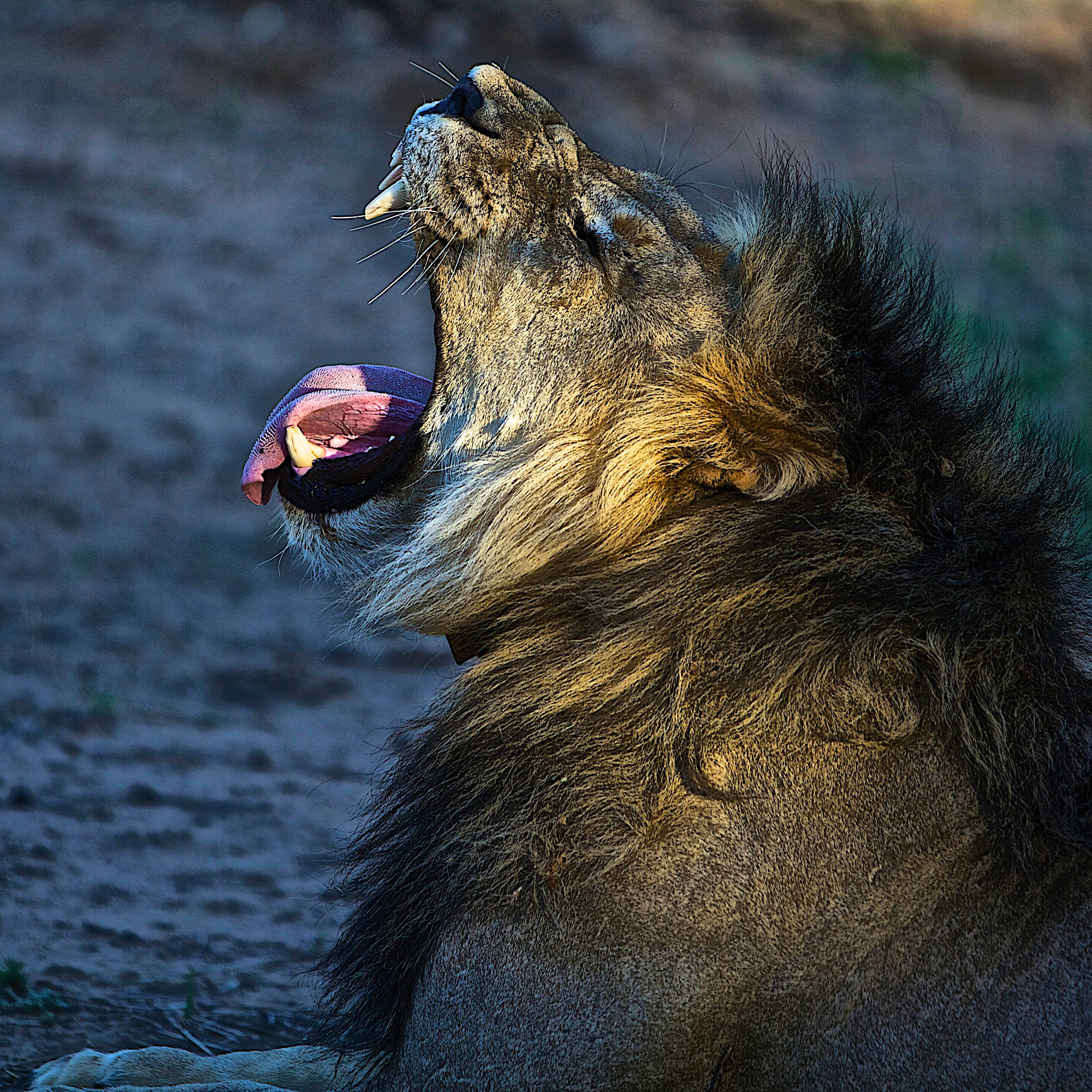 Angry Lion, majestic male lion, thick mane, 2K Desktop Wallpaper