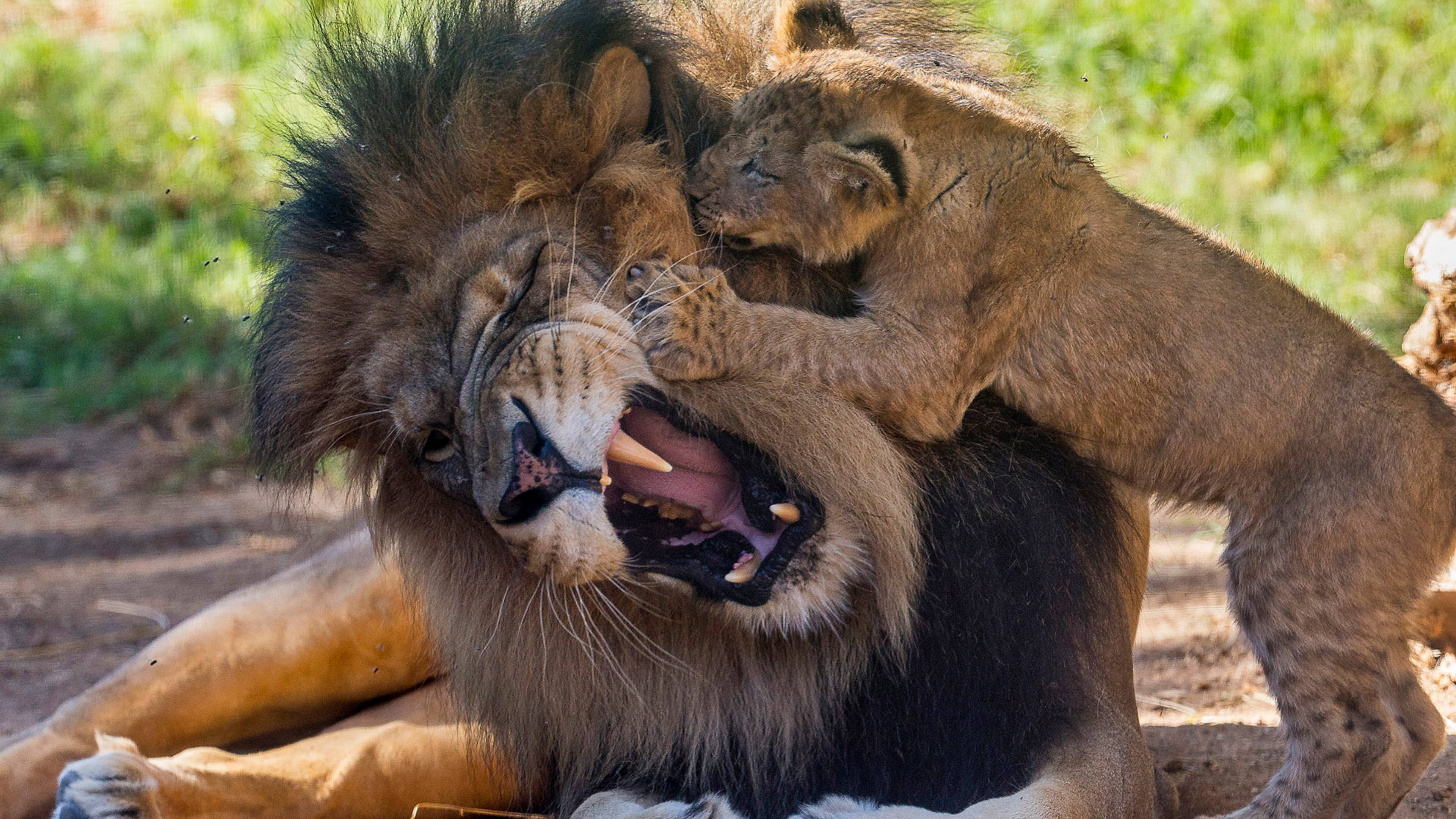 lion cub, lion father, sunlit grassy field, 4K Desktop Wallpaper