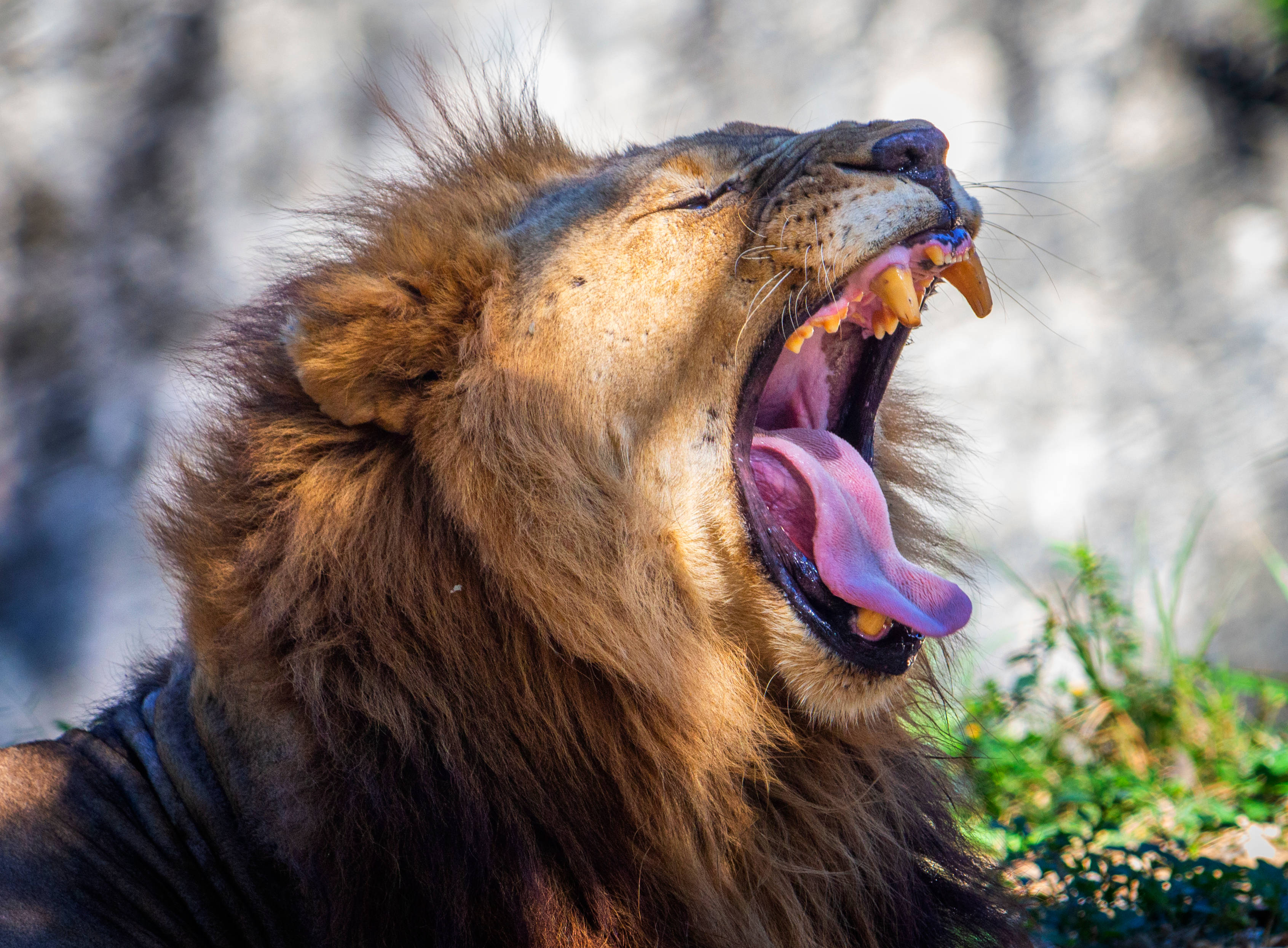 Angry Lion, yellow teeth, pink tongue, 2K Desktop Wallpaper