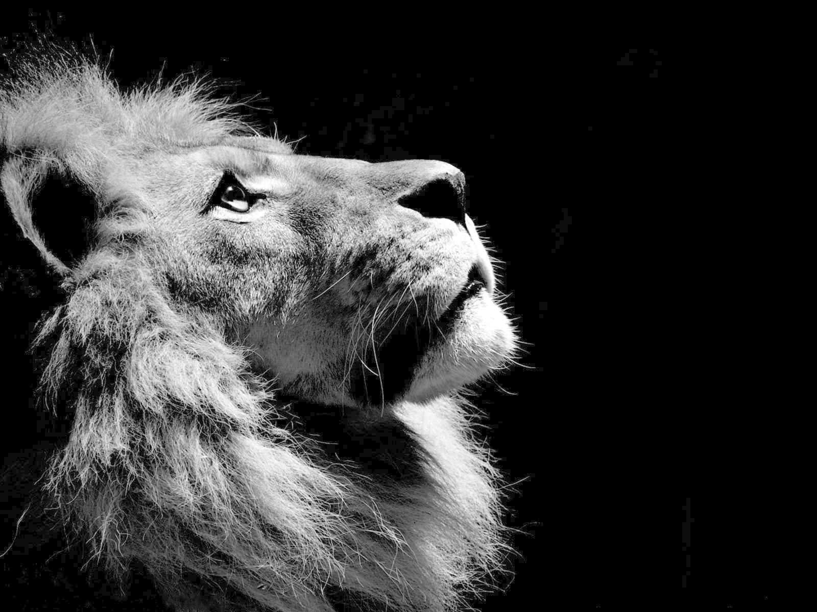 Black And White Lion Face, lion, black and white, HD Desktop Wallpaper