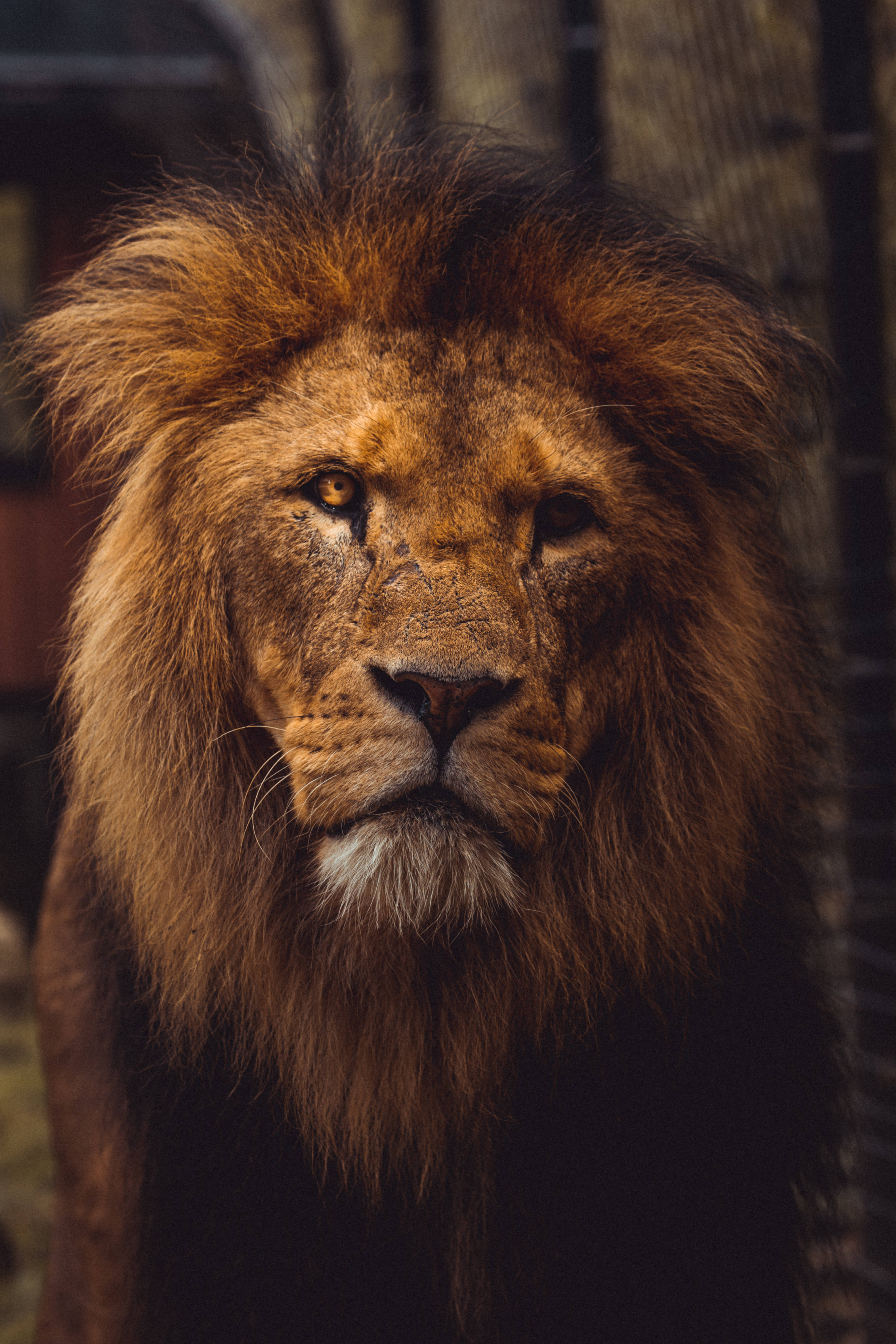 majestic lion, golden mane, enclosure background, 5K Phone Wallpaper