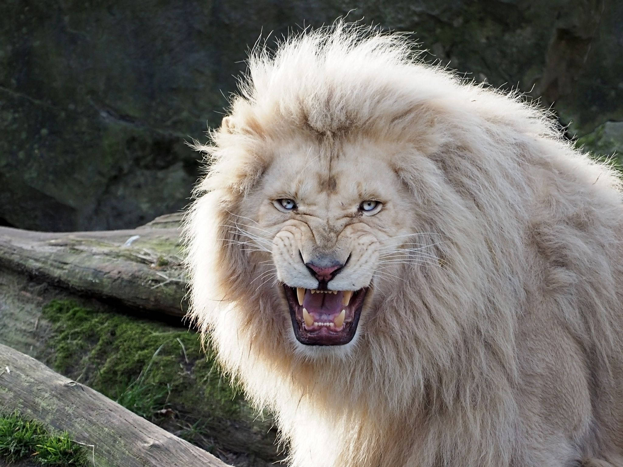 Angry White Lion, piercing blue eyes, mossy logs, Full HD Desktop Wallpaper