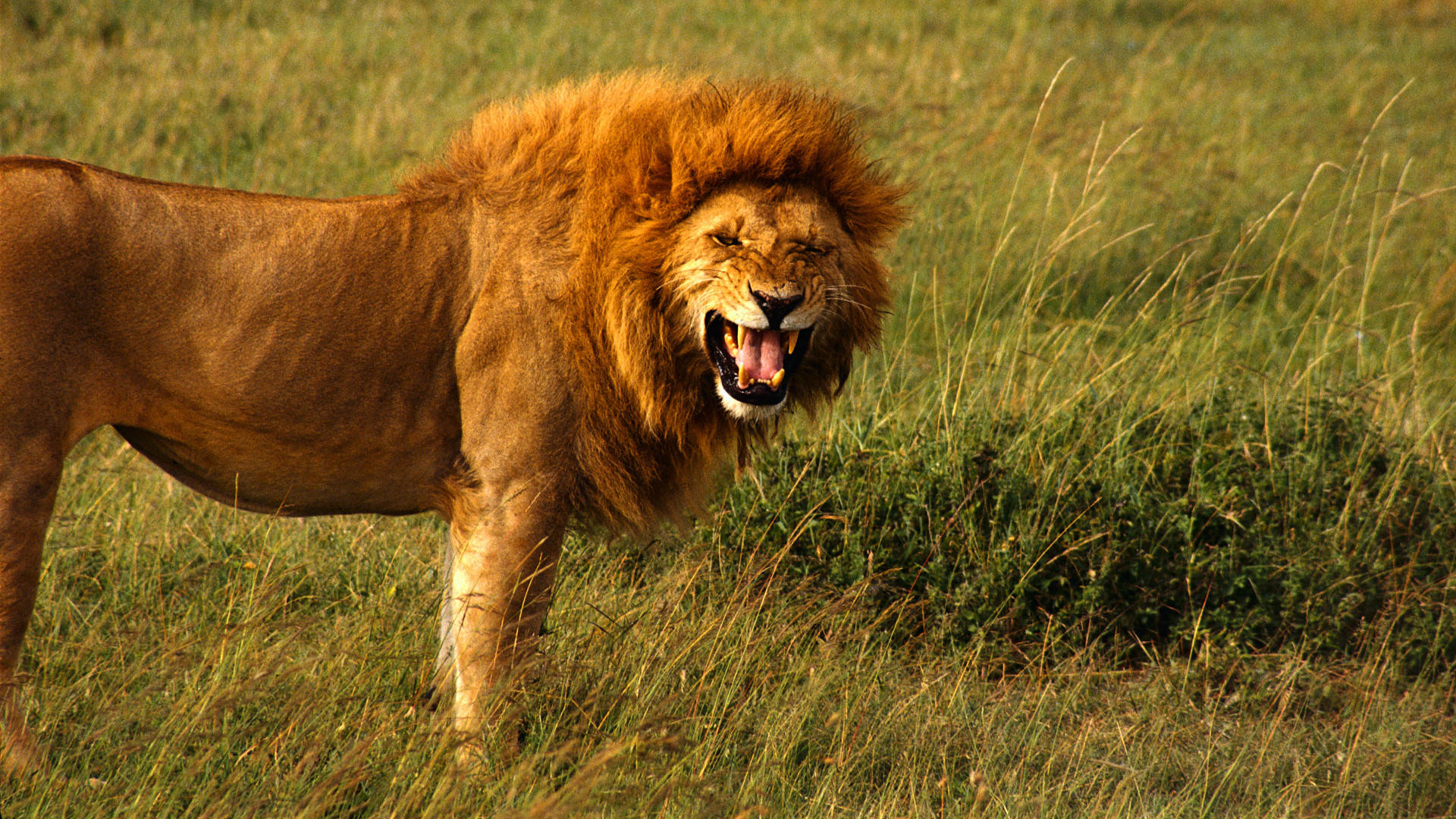 Angry Lion, field, tall golden grass, Full HD Desktop Wallpaper