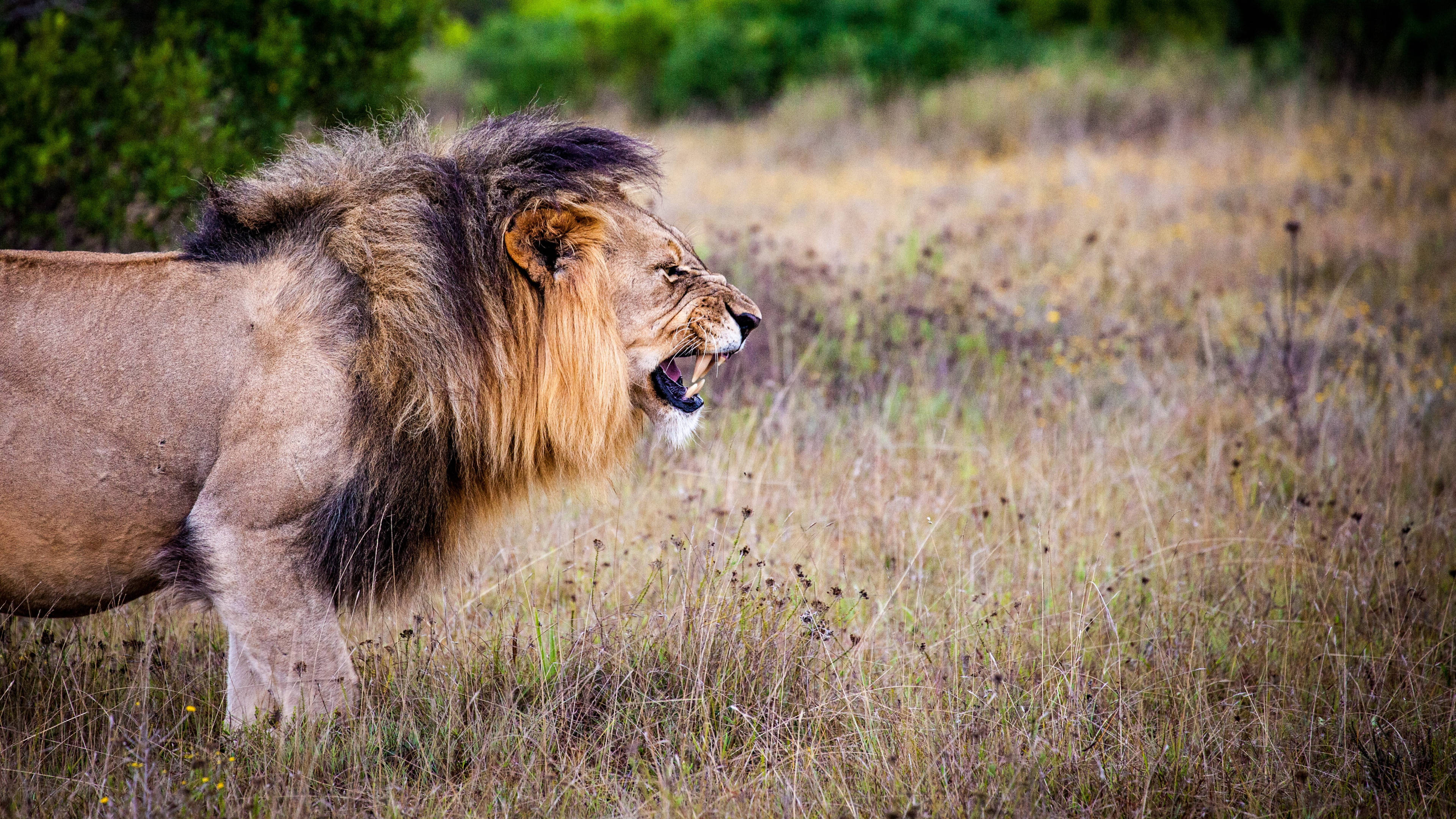 Angry Lion, savanna grassland, sunlit, 4K Desktop Wallpaper