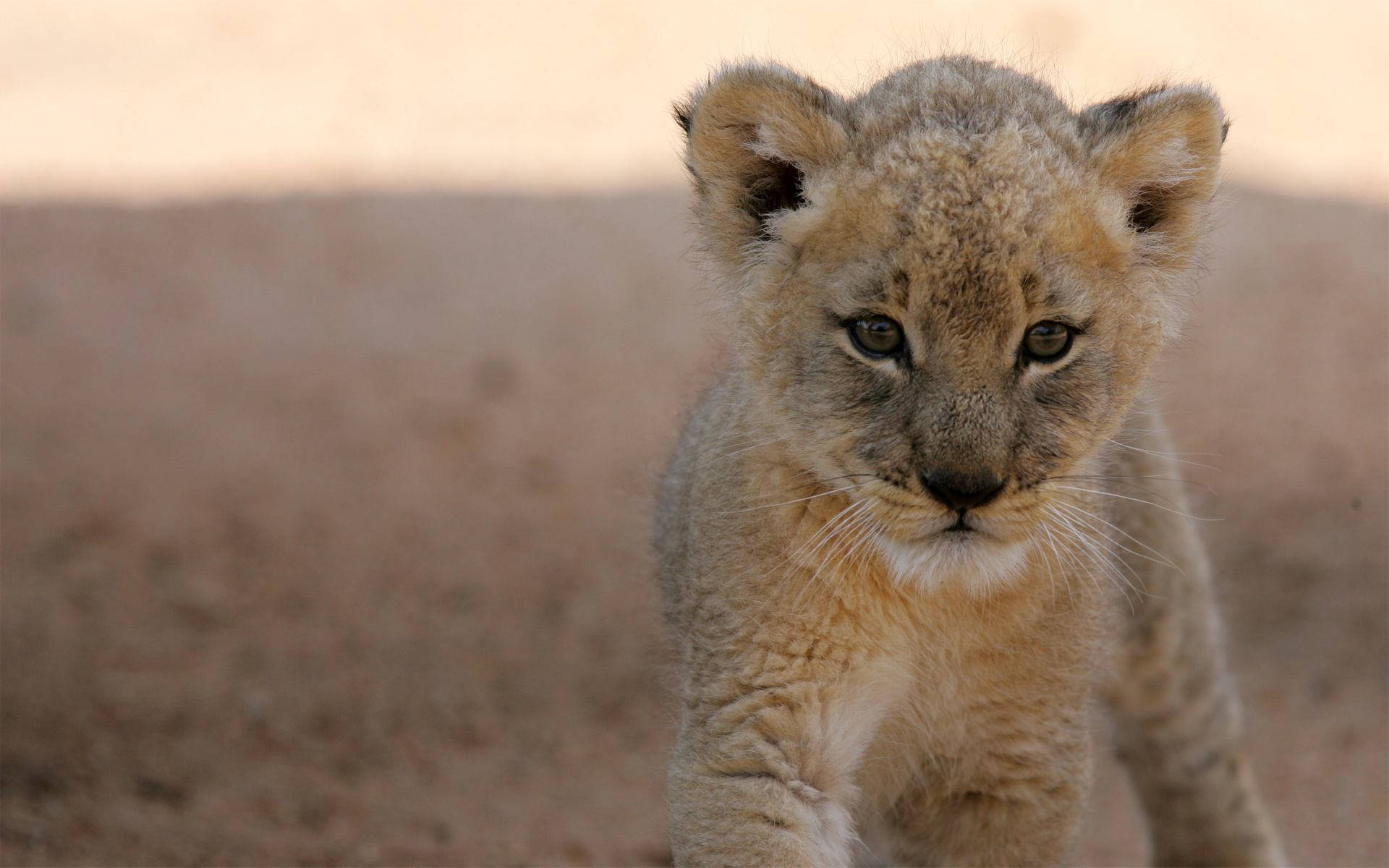 fierce lion cub, young lion cub, soft golden fur, Full HD Desktop Wallpaper