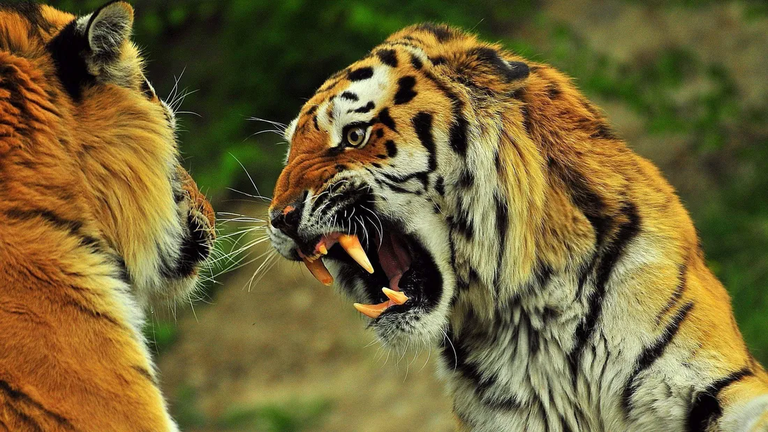 Angry Tiger