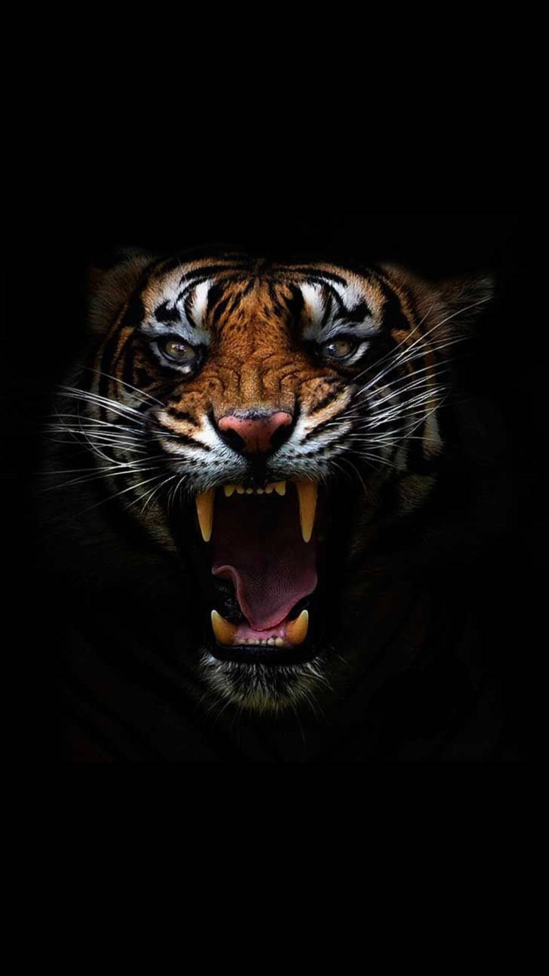Angry Tiger, tiger, bared teeth, Full HD Phone Wallpaper
