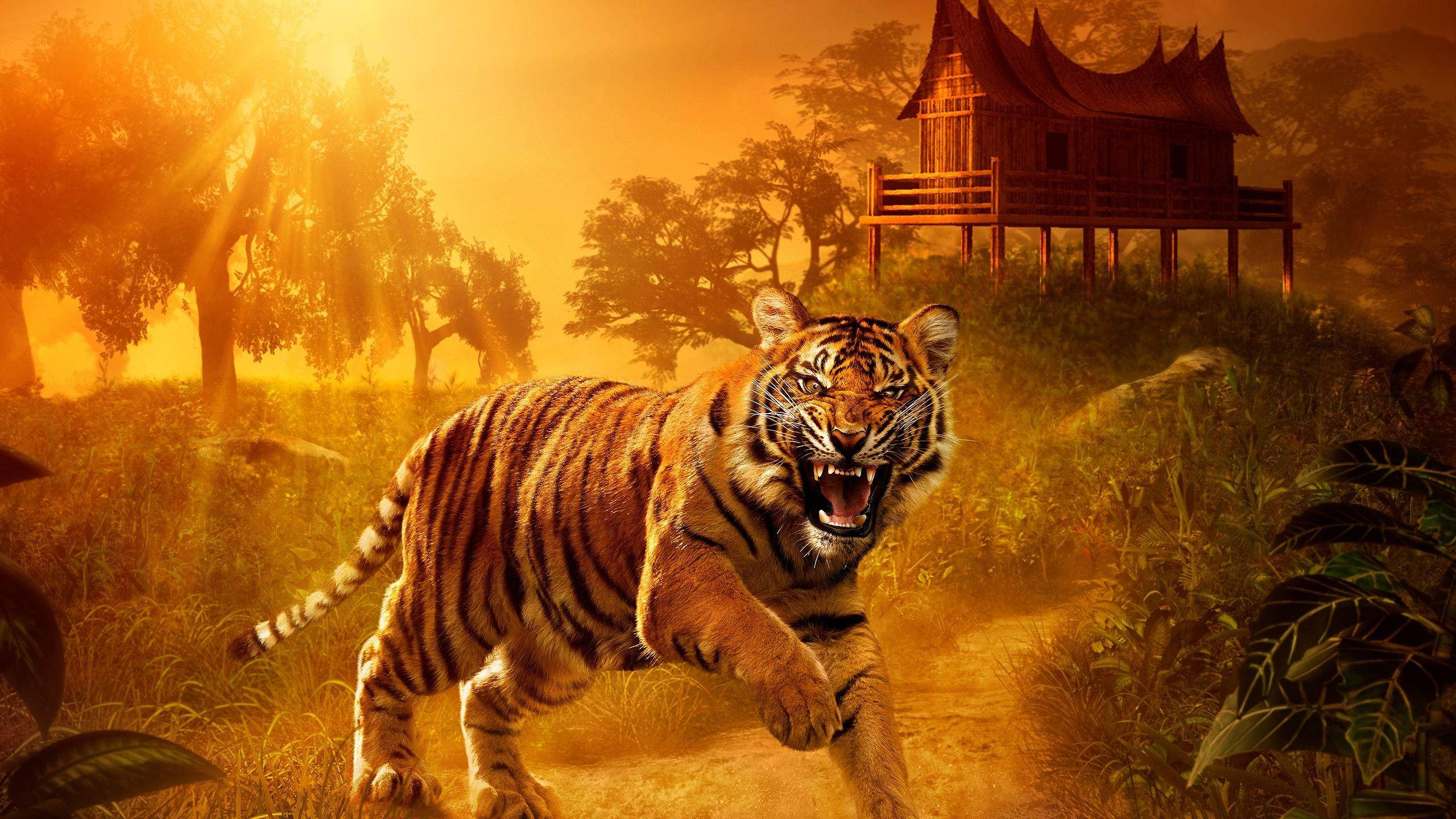 Angry Tiger, Sunset, Golden jungle light, 2K Desktop Wallpaper