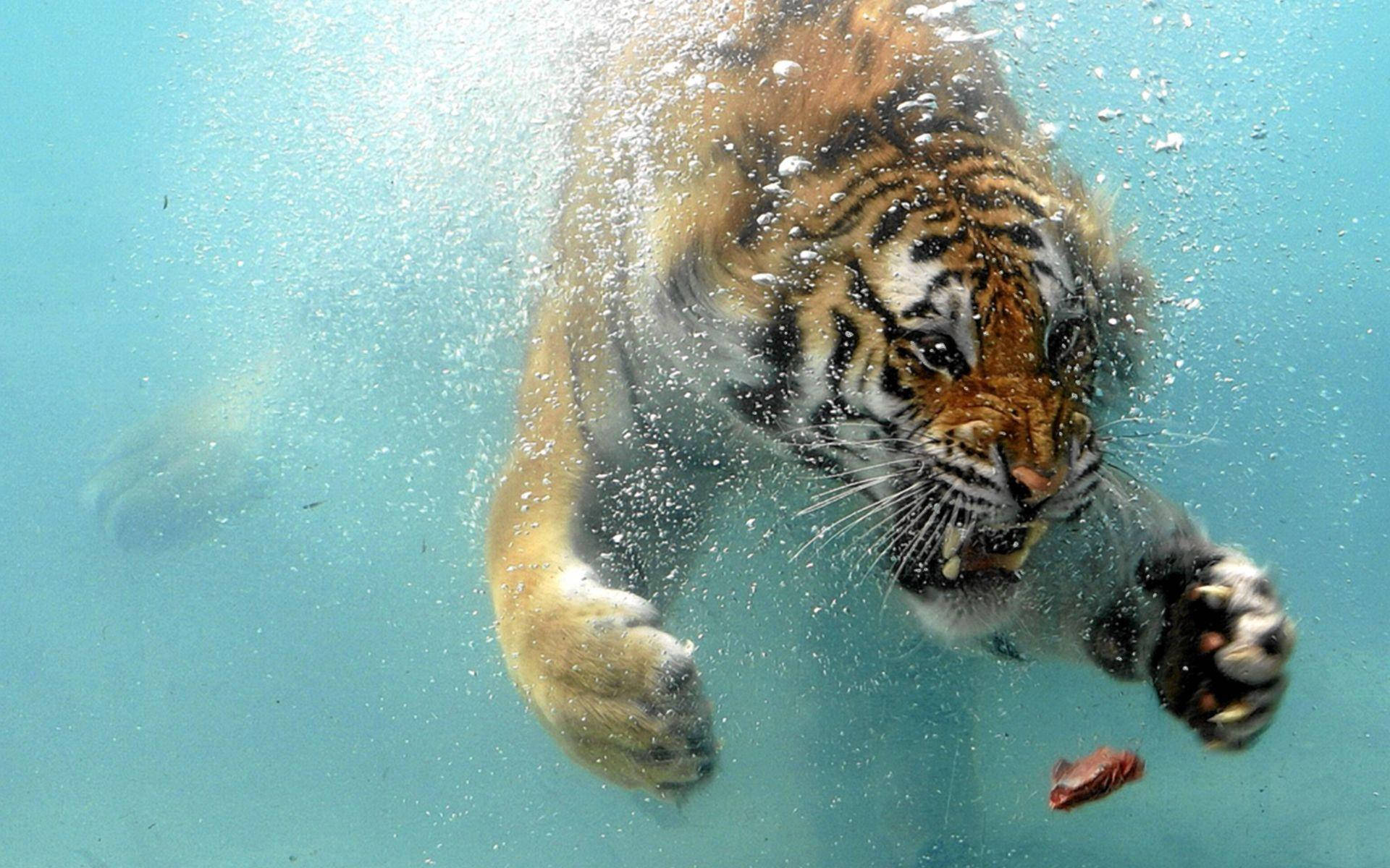 Angry Tiger, underwater, bubbles, Full HD Desktop Wallpaper