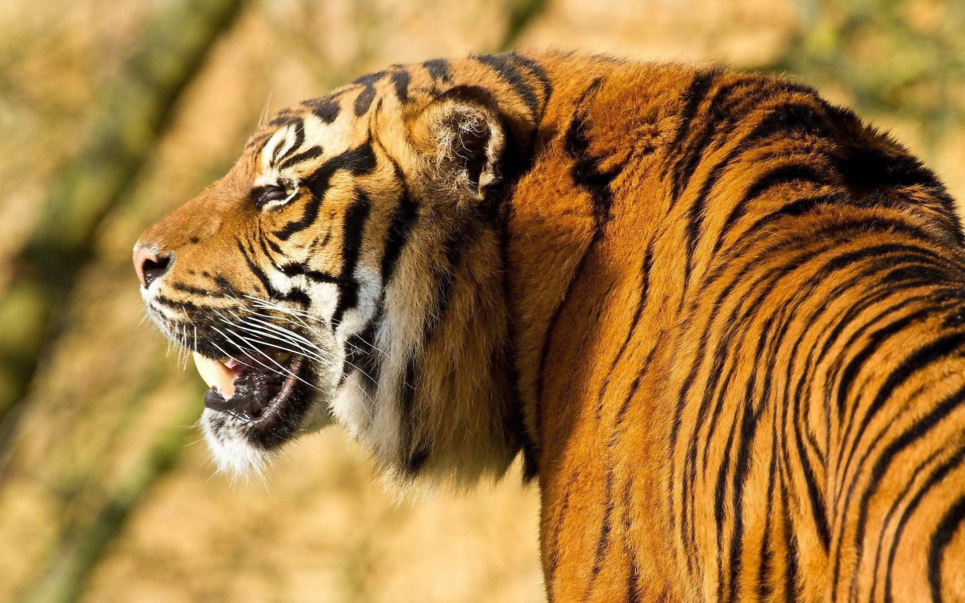 Angry Tiger, sunlight, golden forest, Full HD Desktop Wallpaper