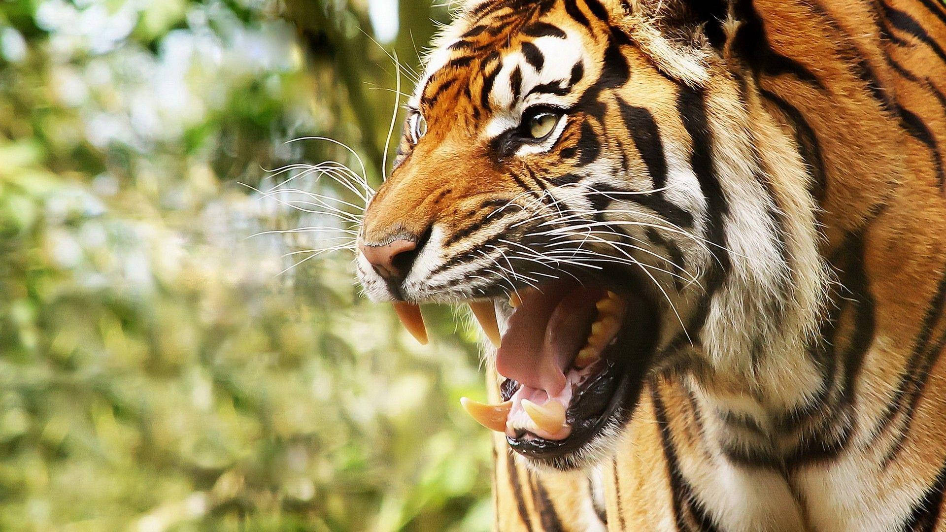 Angry Tiger, side view, lush green foliage, Full HD Desktop Wallpaper