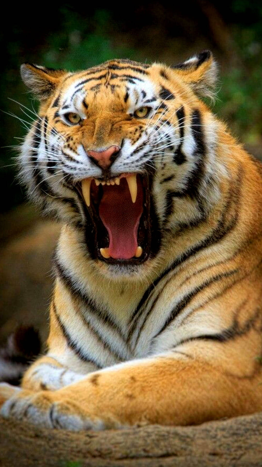 big angry tiger, fierce tiger, glowing eyes, Full HD Phone Wallpaper
