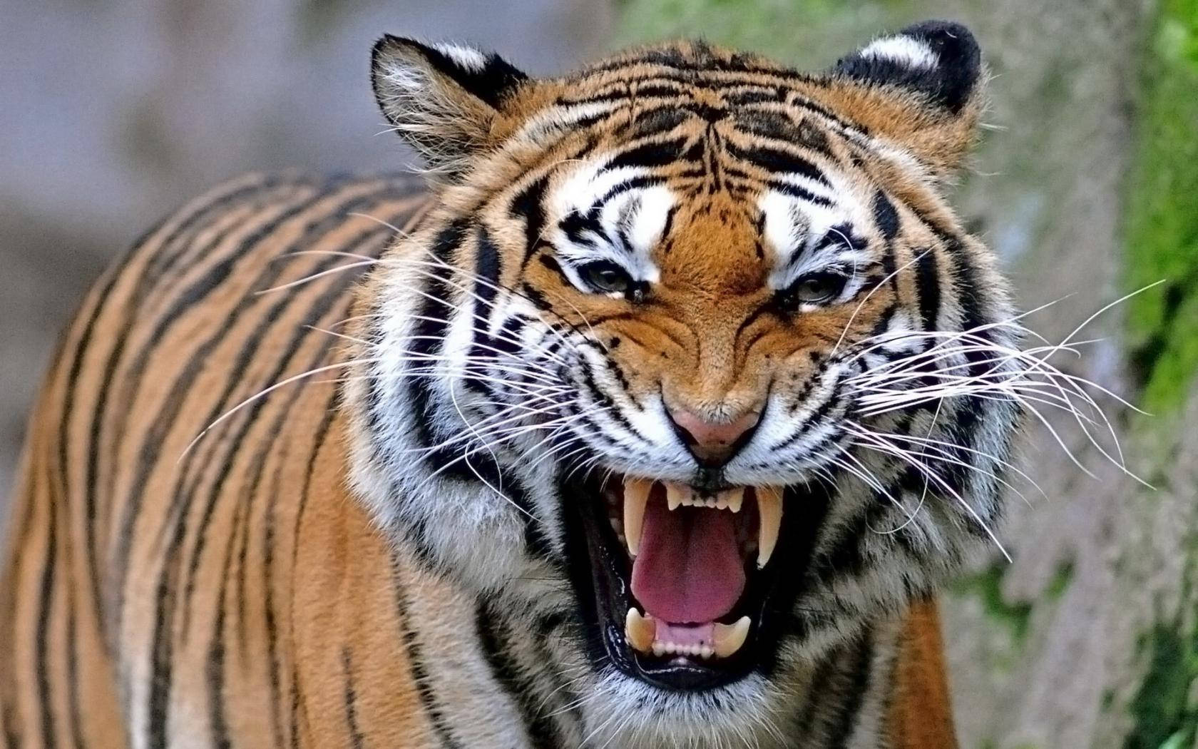 Angry Tiger, long whiskers, fierce tiger, HD Desktop Wallpaper