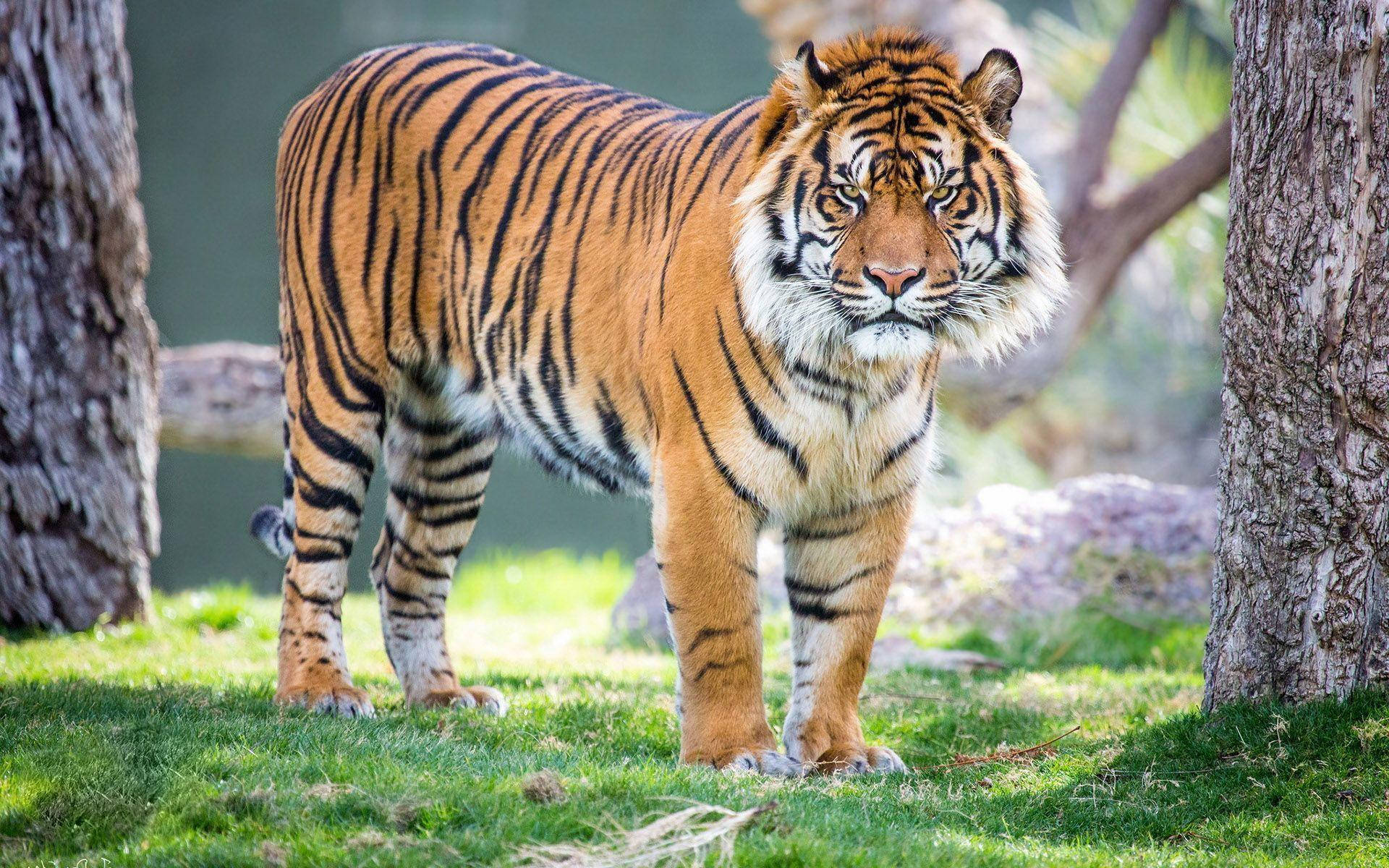 Angry Tiger, orange stripes, green grass, Full HD Desktop Wallpaper