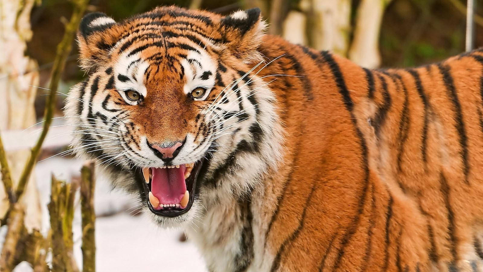 Angry Tiger, stripes, snowy forest, HD Desktop Wallpaper