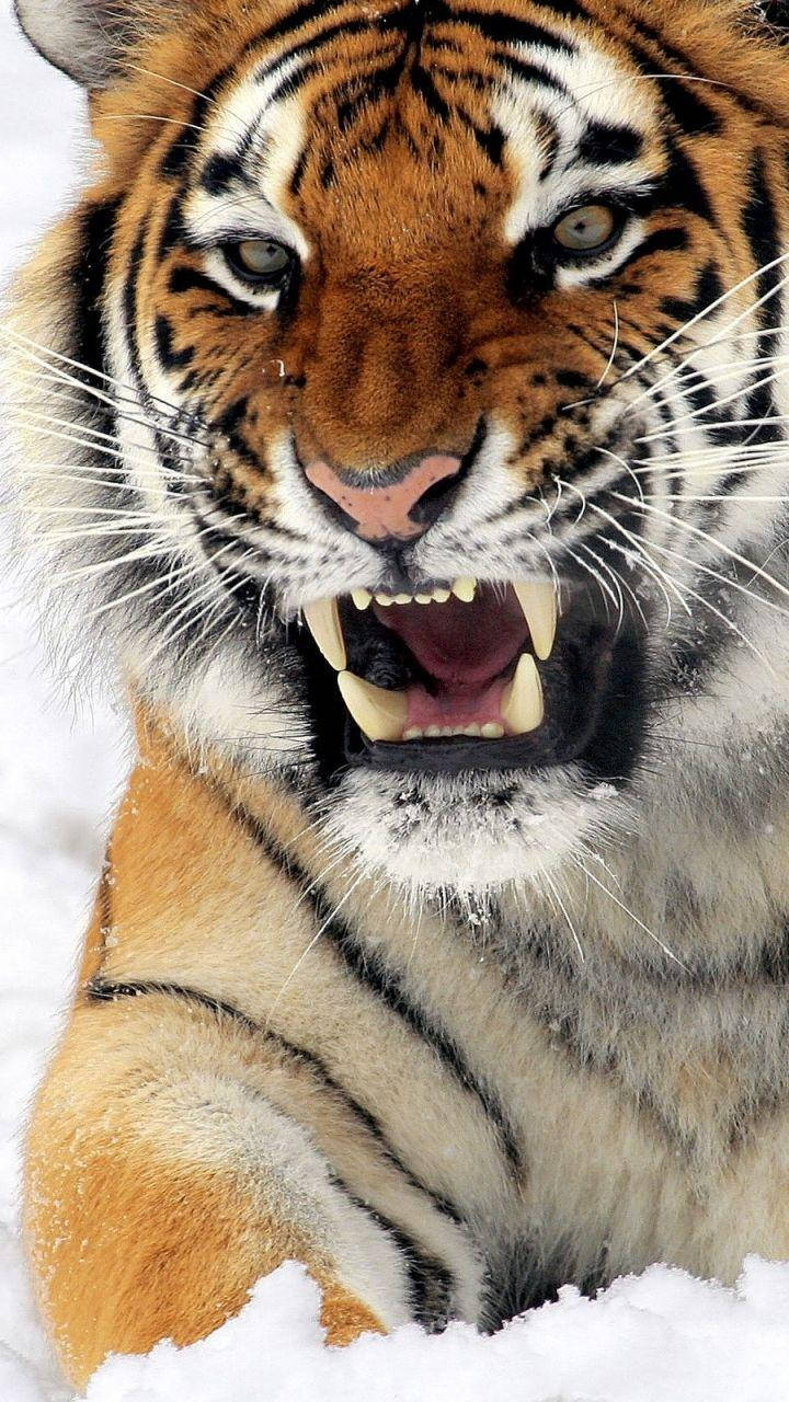 Angry Tiger, snow, orange fur, HD Phone Wallpaper