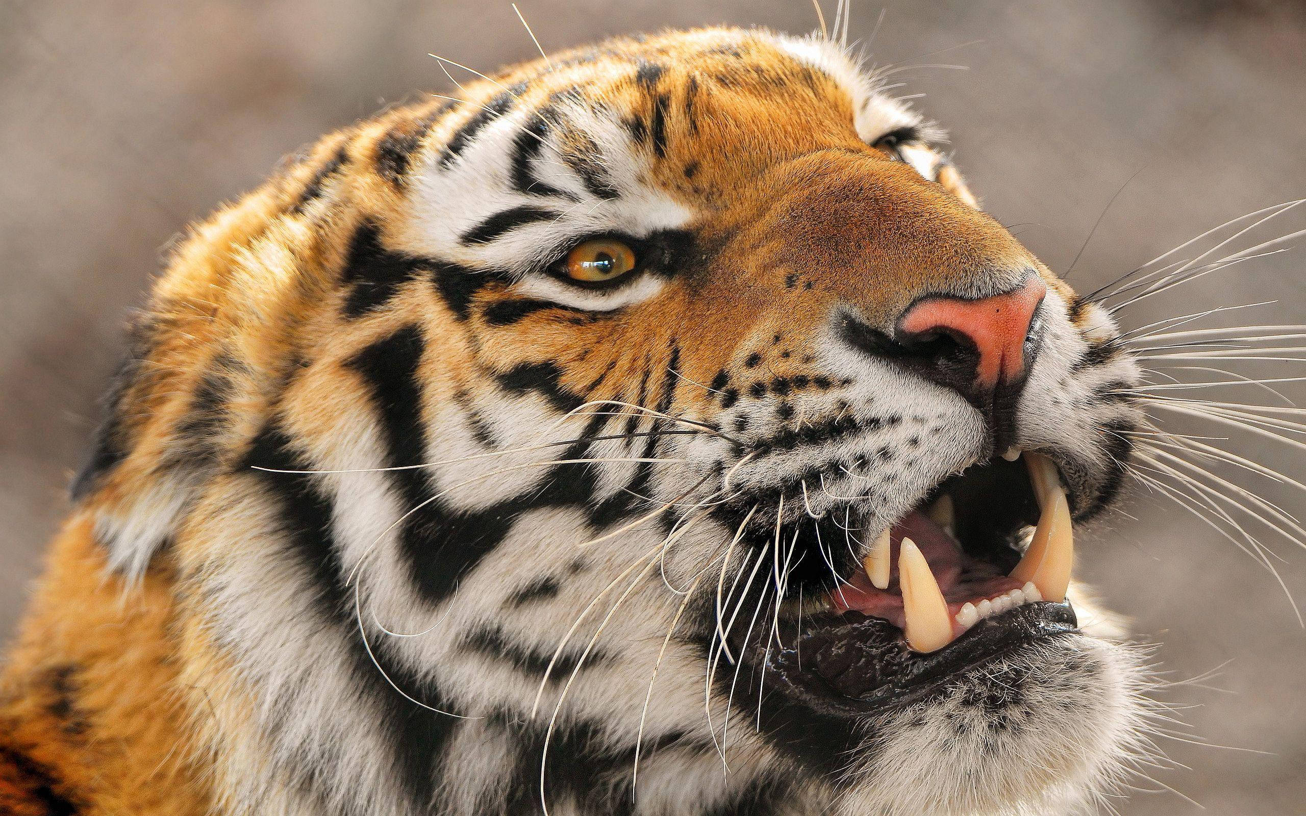 angry tiger, fierce tiger, bared teeth, 2K Desktop Wallpaper