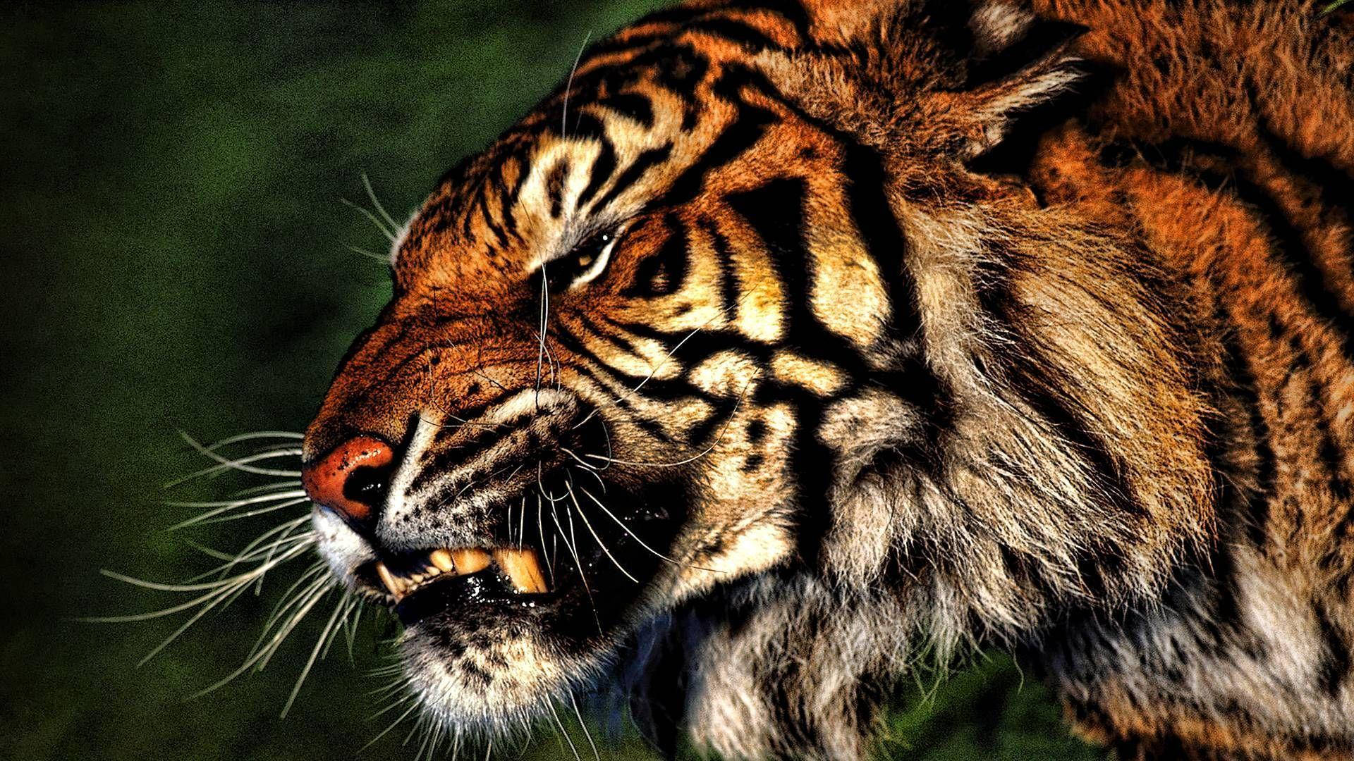 Angry Tiger, glowing eyes, bared teeth, Full HD Desktop Wallpaper