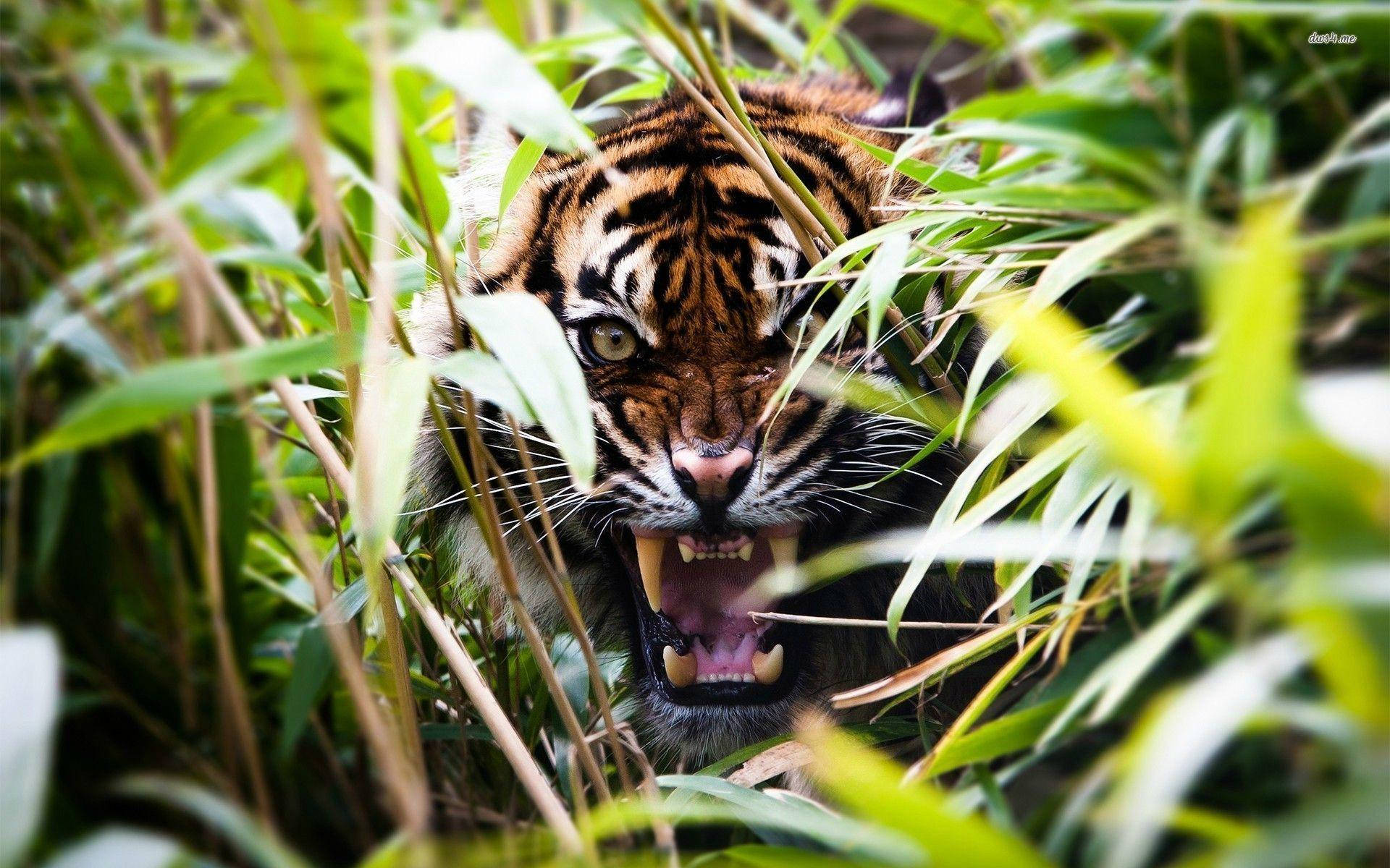 Angry Tiger, tall grass, dense green bamboo stalks, Full HD Desktop Wallpaper
