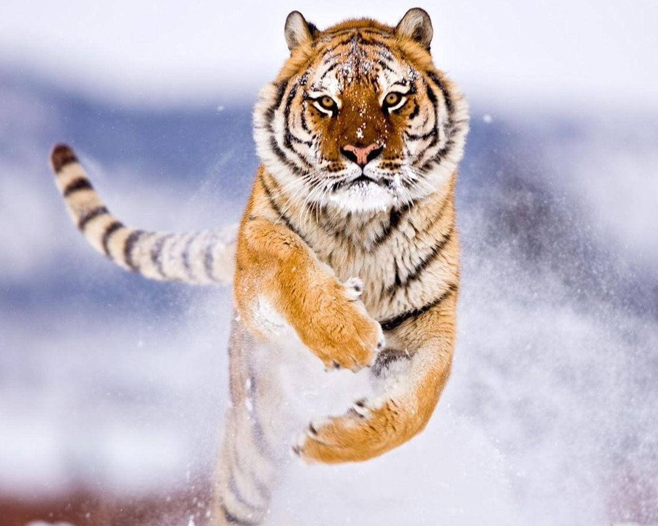 Angry Tiger, snow, winter backdrop, HD Desktop Wallpaper