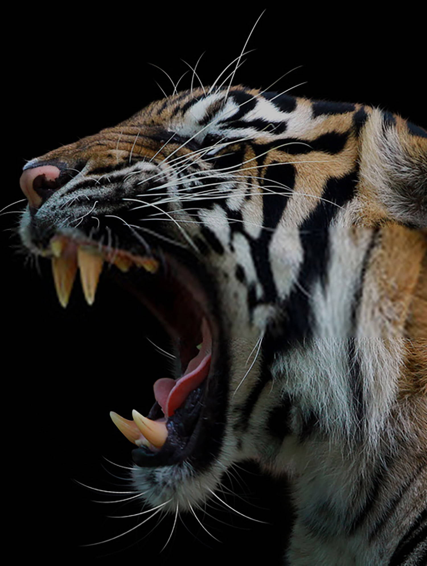 roaring angry tiger, side profile, bared teeth, Full HD Phone Wallpaper