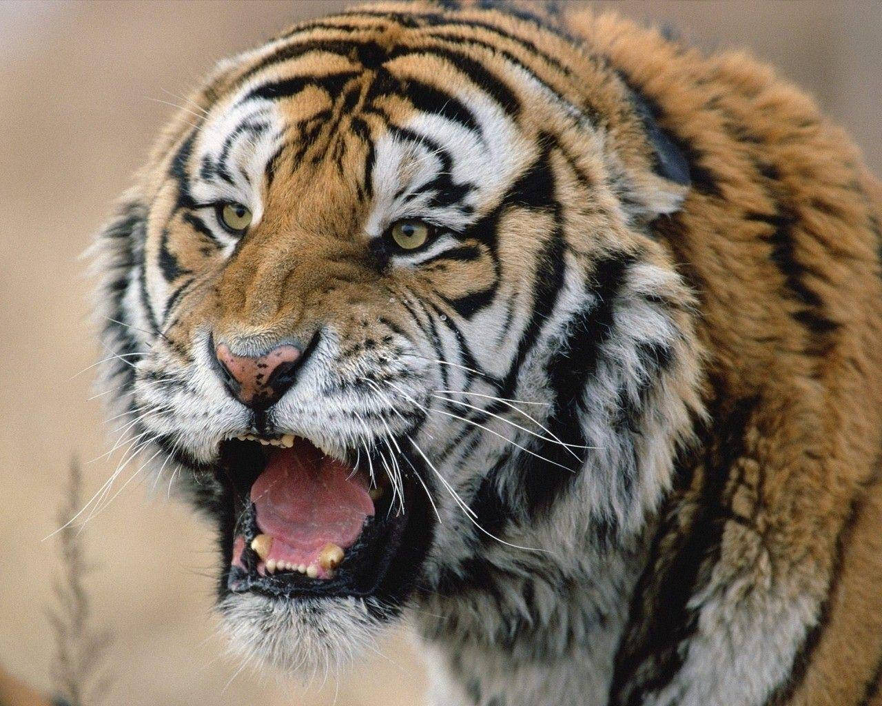 Growling Angry Tiger, fierce tiger, bared teeth, HD Desktop Wallpaper
