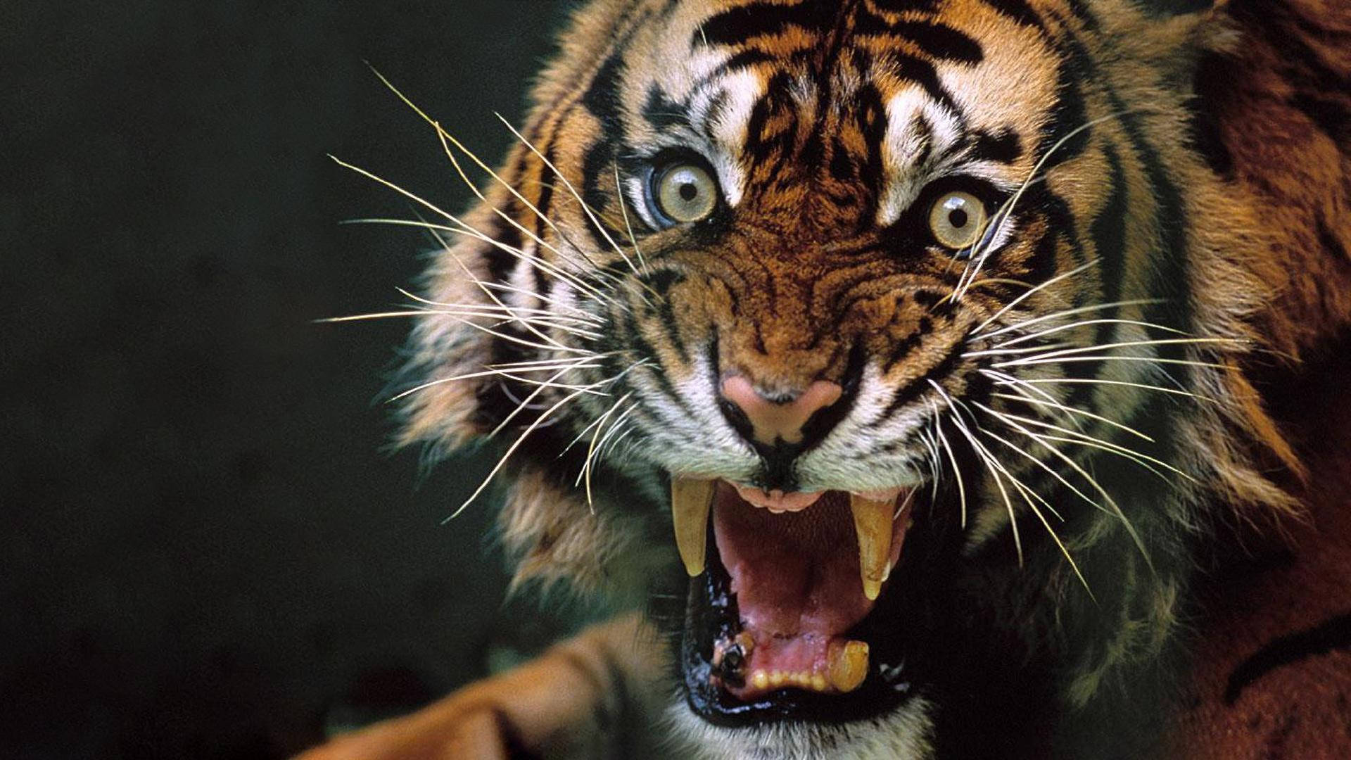 Angry Tiger, round eyes, glowing eyes, Full HD Desktop Wallpaper