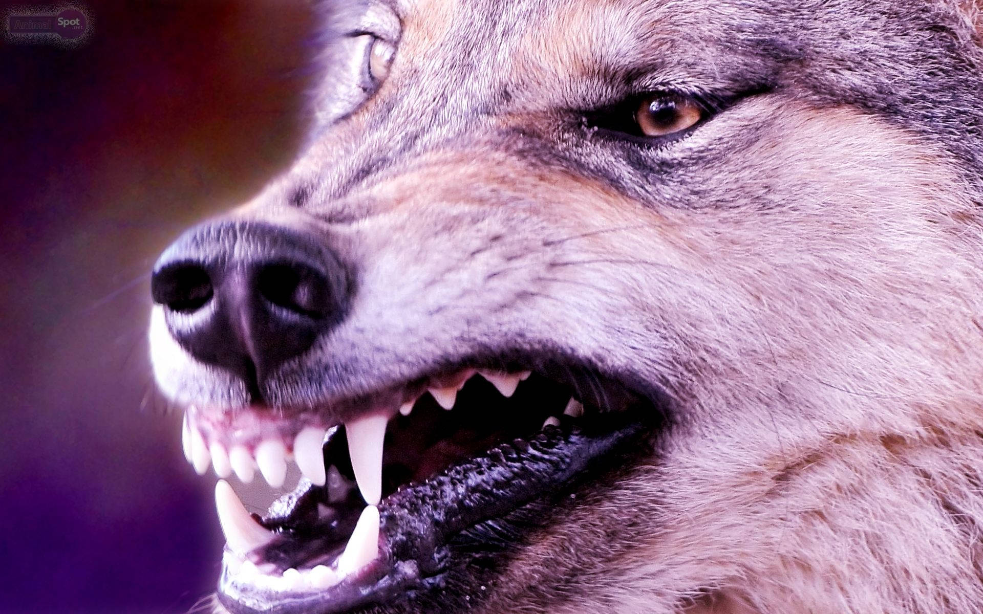 Angry Wolf, sharp teeth, snarling, Full HD Desktop Wallpaper