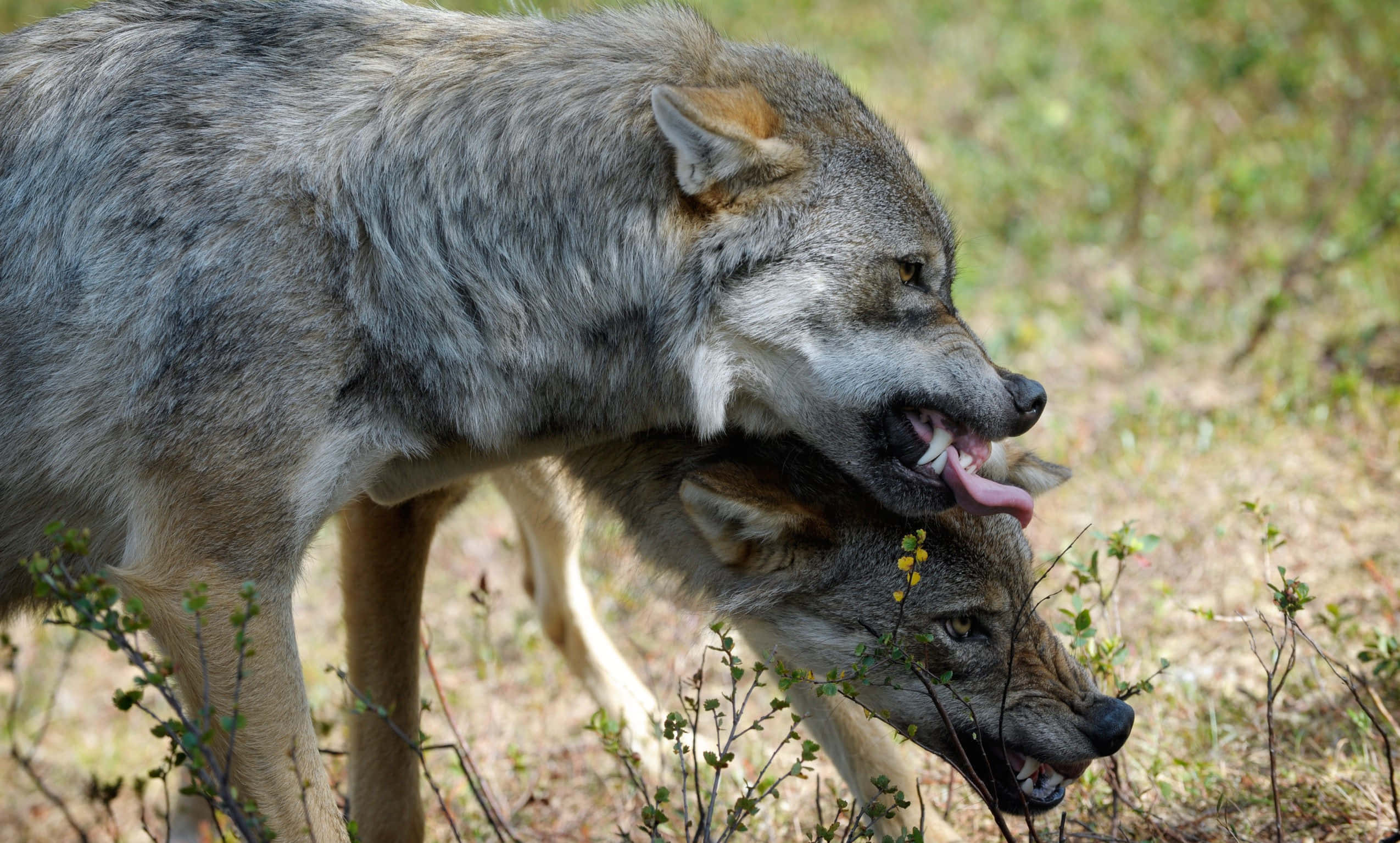 Angry Wolf, gray wolves, sunlit grassy field, Full HD Desktop Wallpaper