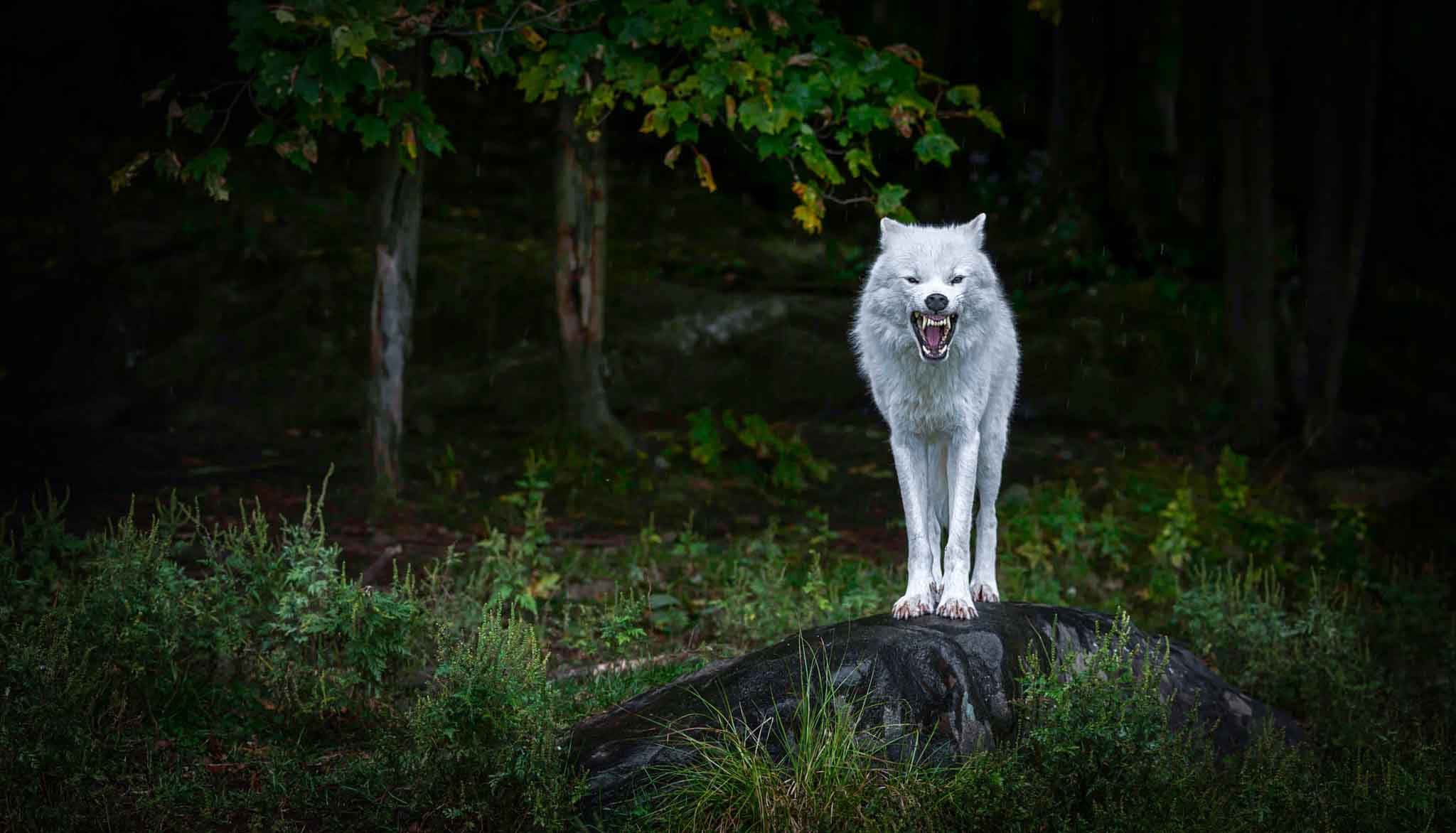 Angry Wolf, white wolf, mossy rock, Full HD Desktop Wallpaper