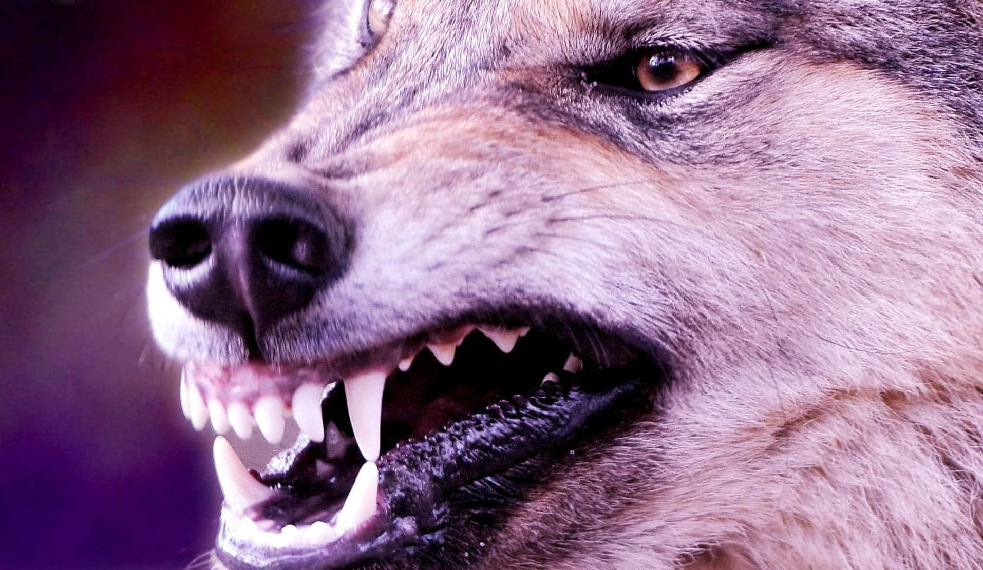 Angry Wolf, 1914 x 1111, glowing eyes, HD Desktop Wallpaper