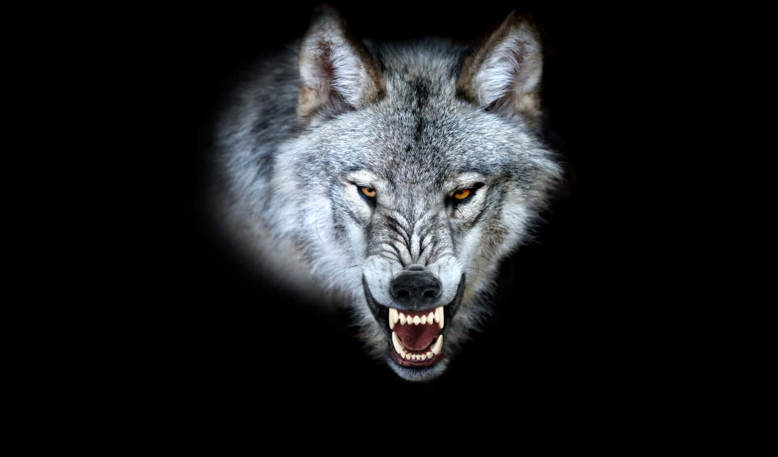 Angry Wolf, gray wolf, glowing amber eyes, HD Desktop Wallpaper