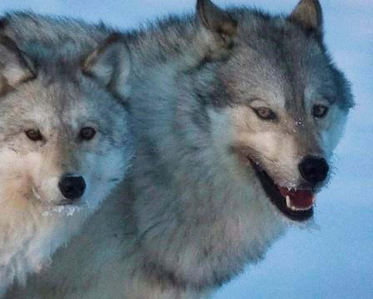 wolf, gray wolves, frost on their fur, HD Desktop Wallpaper