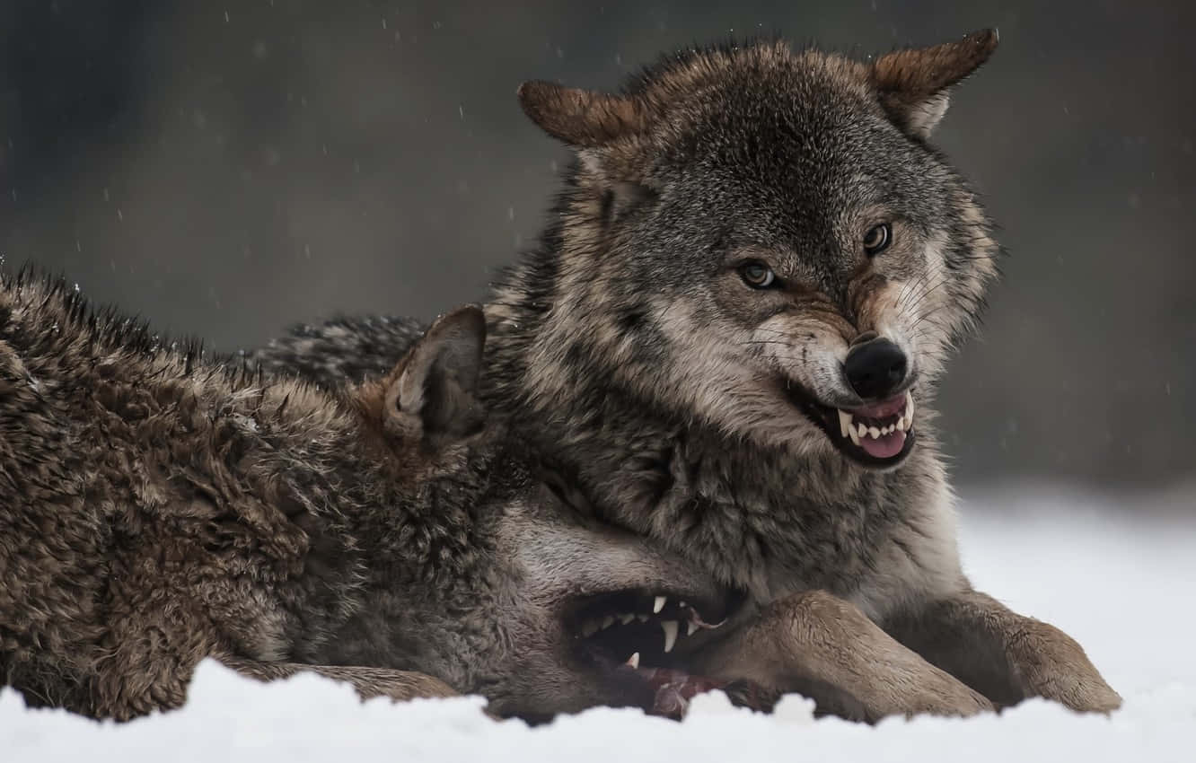 Angry Wolf, gray fur, deep snow, HD Desktop Wallpaper