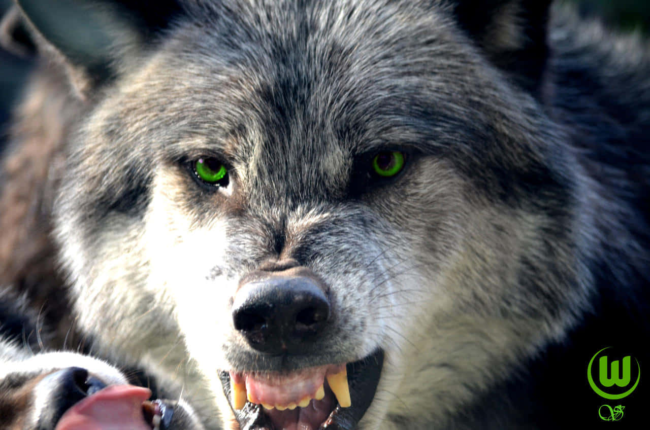 gray wolf, glowing green eyes, fierce expression, HD Desktop Wallpaper