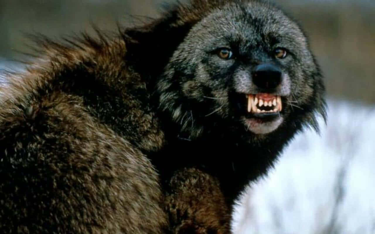 Angry Wolf, snowy backdrop, dark fur, HD Desktop Wallpaper